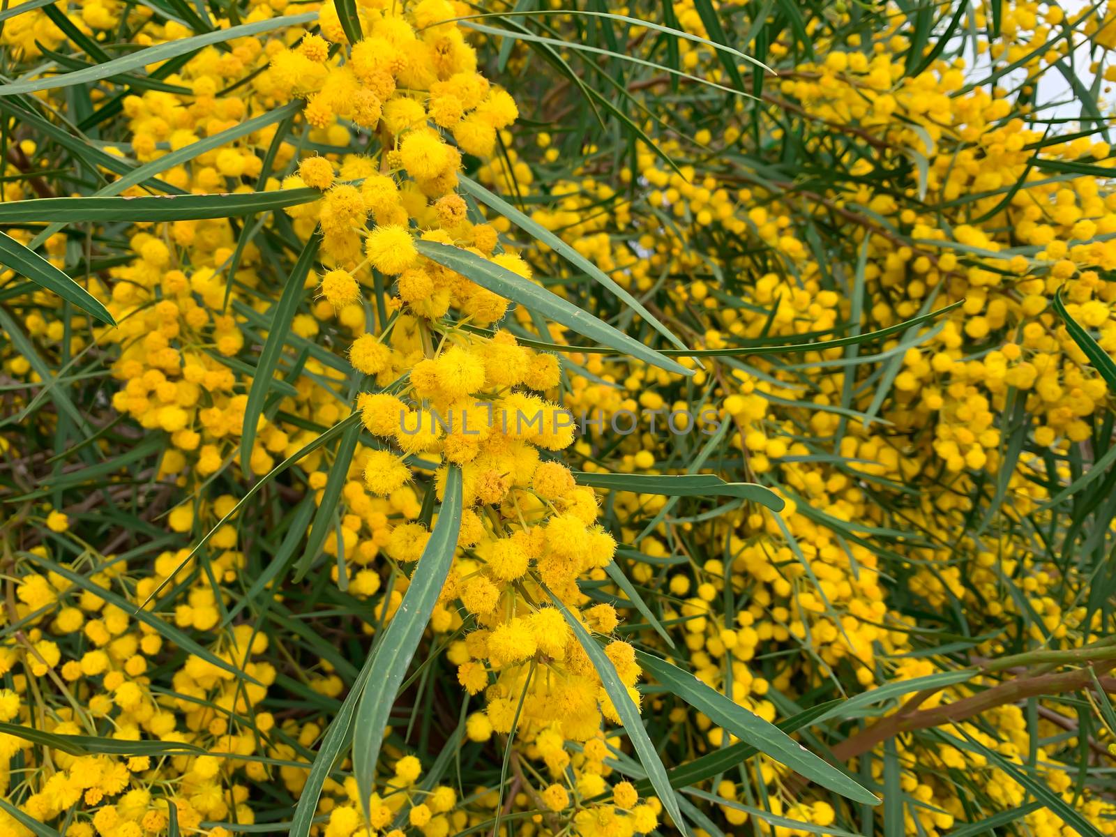 Close up floral yellow fluffy mimosa bunches tree spring flowers acacia dealbata 