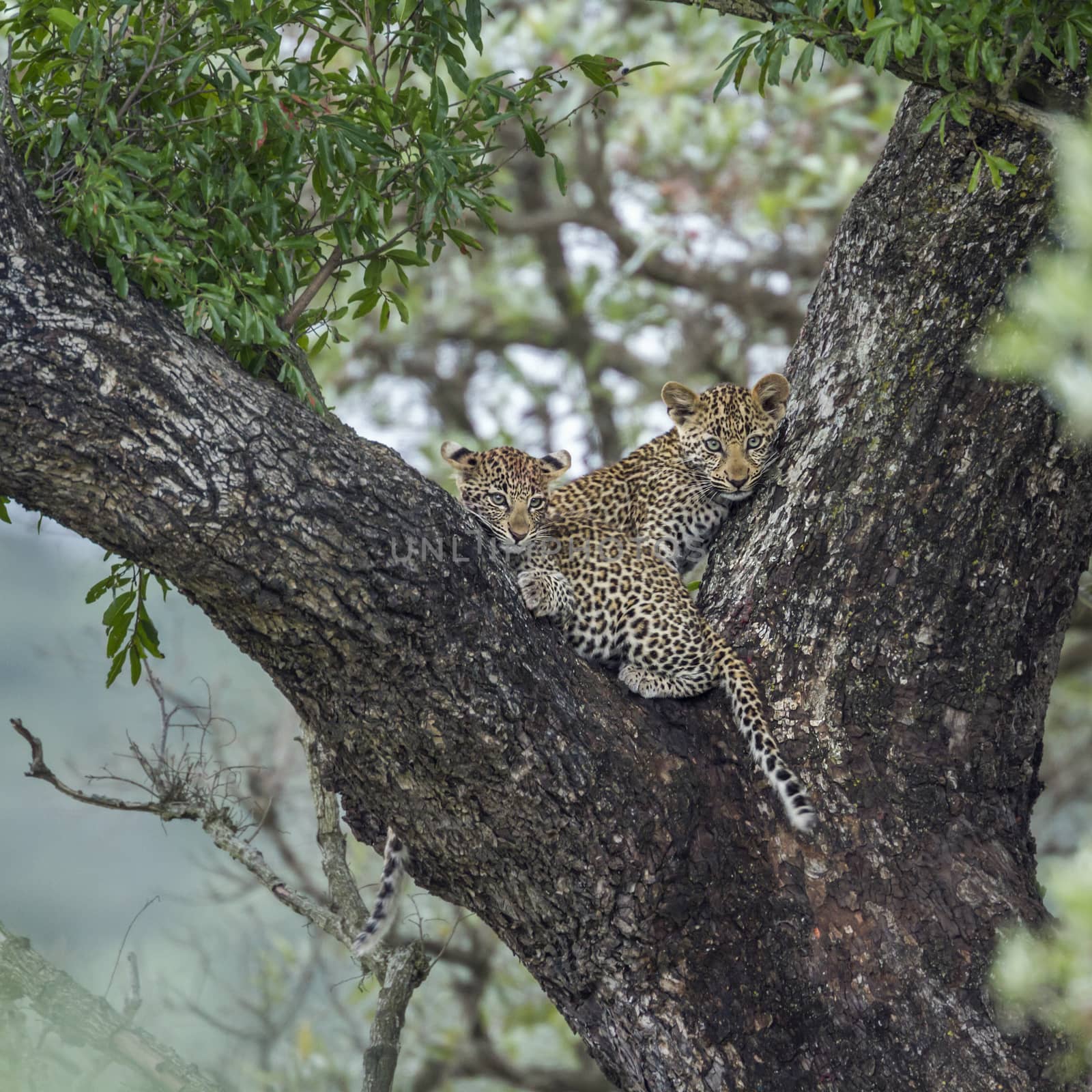 Two young Leopard lying down in a tree in Kruger National park, South Africa ; Specie Panthera pardus family of Felidae