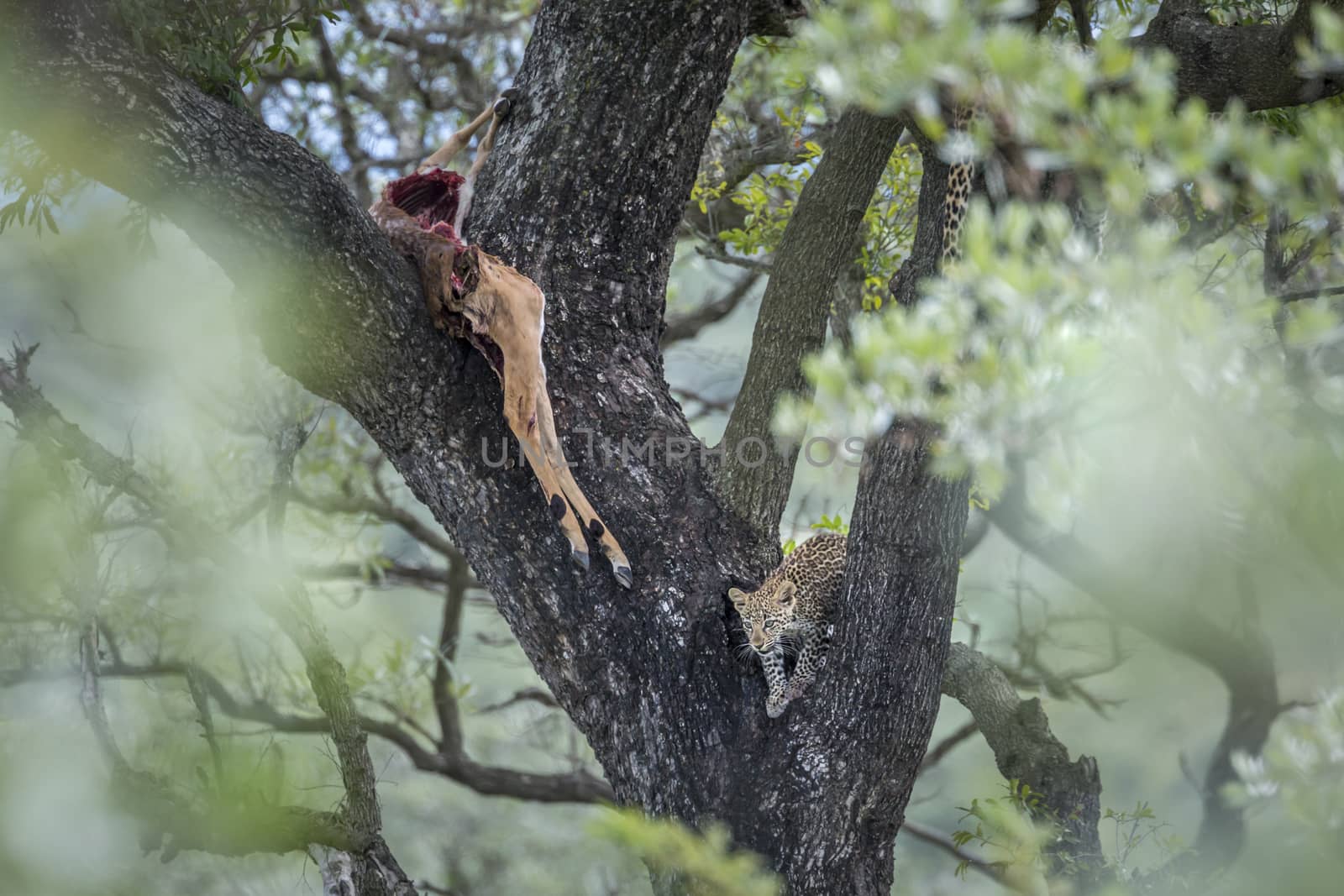 Young leopard with a impala prey in a tree in Kruger National park, South Africa ; Specie Panthera pardus family of Felidae