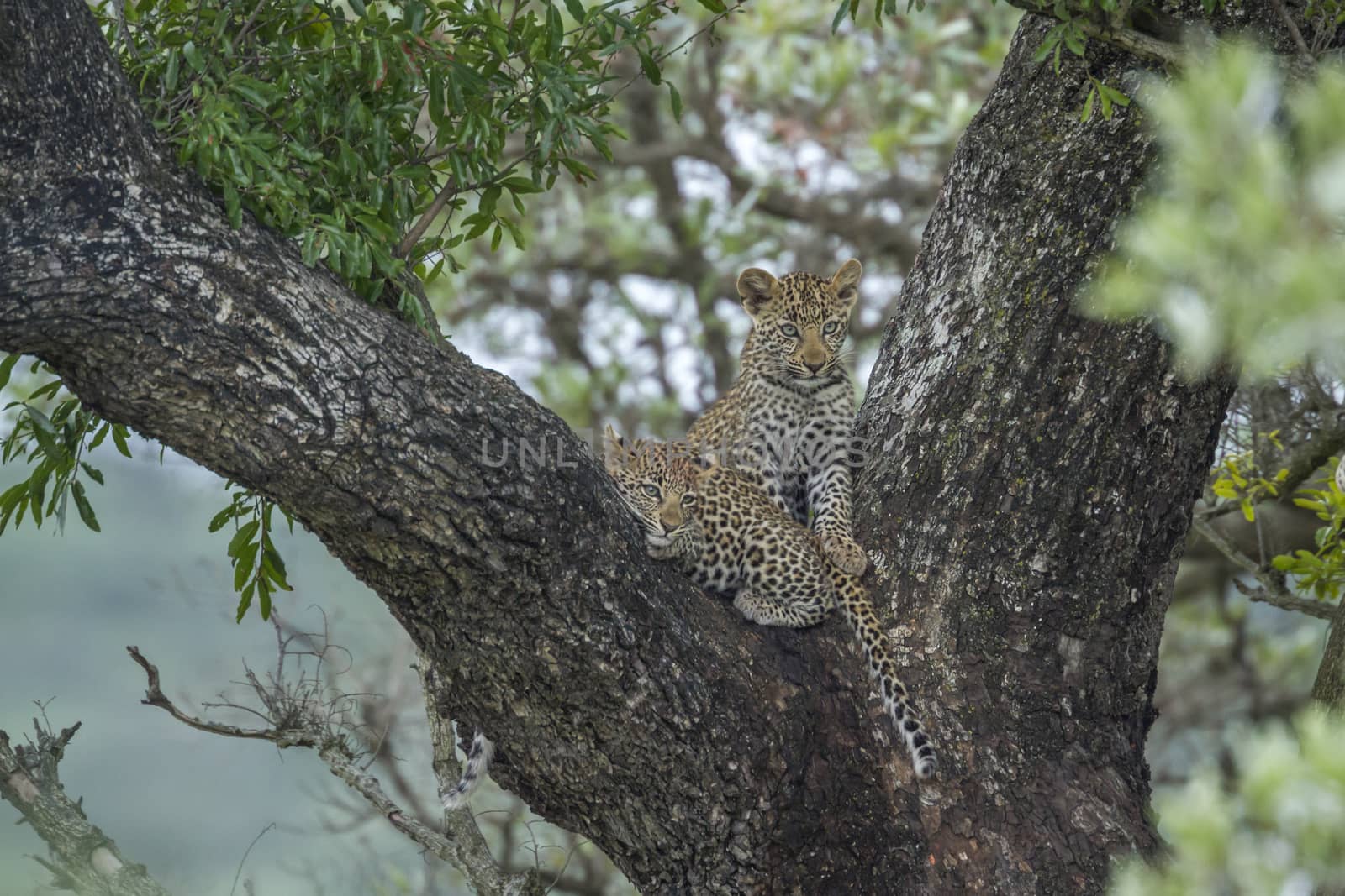 Leopard in Kruger National park, South Africa by PACOCOMO