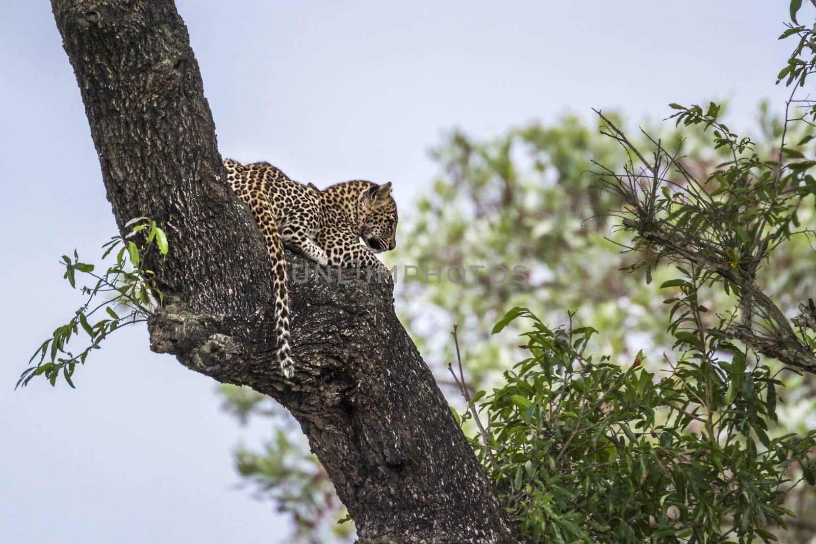 Leopard in Kruger National park, South Africa by PACOCOMO