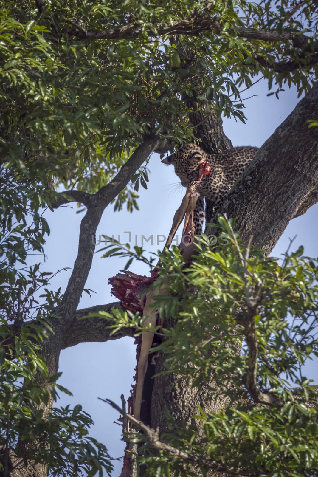 Leopard in Kruger National park, South Africa by PACOCOMO