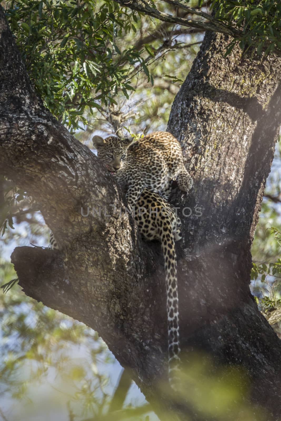 Leopard in Kruger National park, South Africa by PACOCOMO