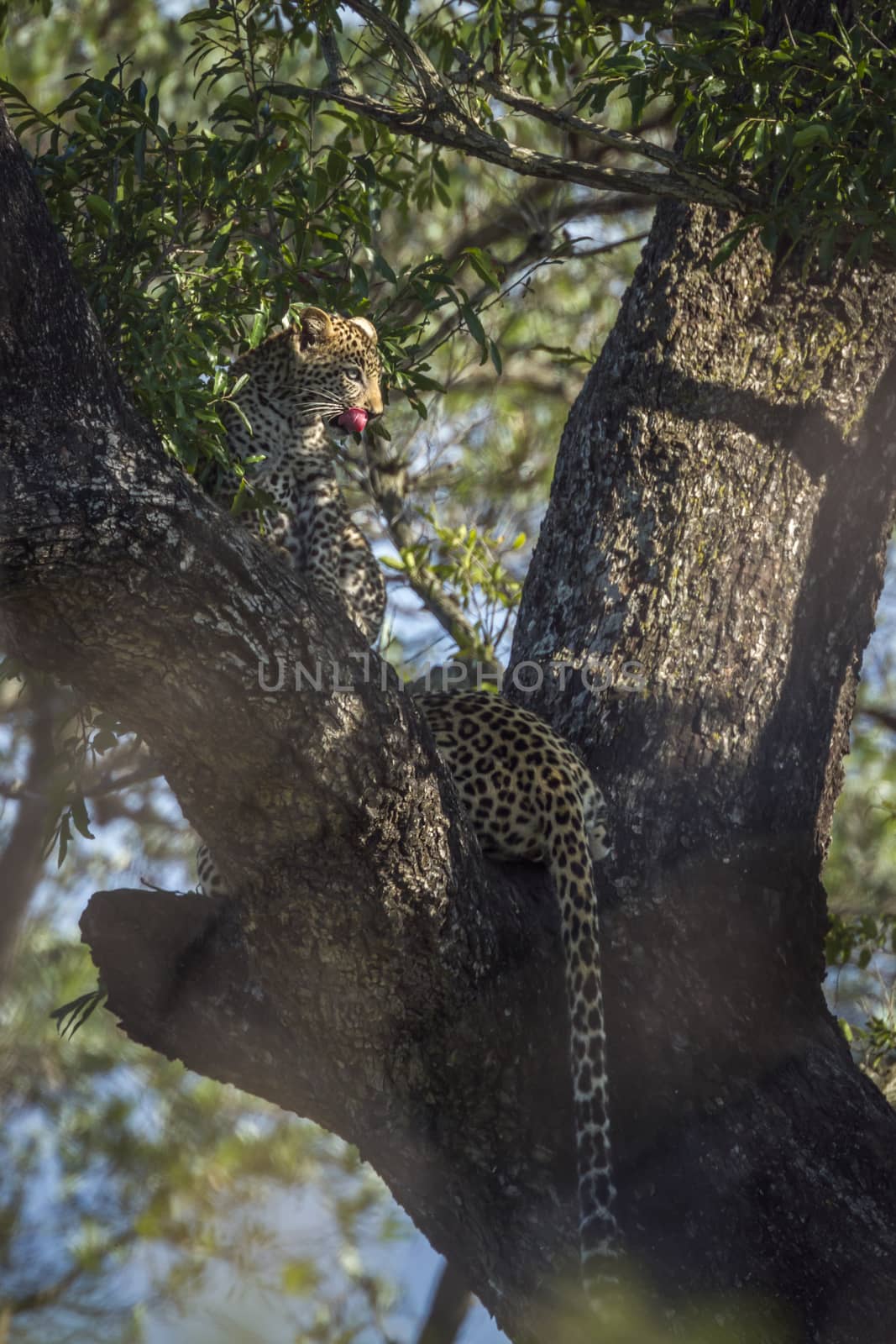 Leopard in Kruger National park, South Africa by PACOCOMO