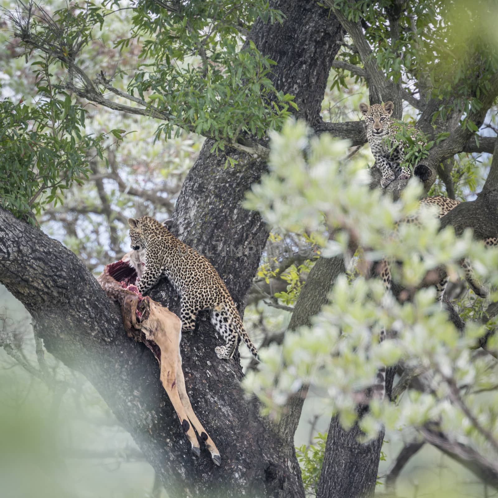 Young Leopard eating impala prey in a tree in Kruger National park, South Africa ; Specie Panthera pardus family of Felidae