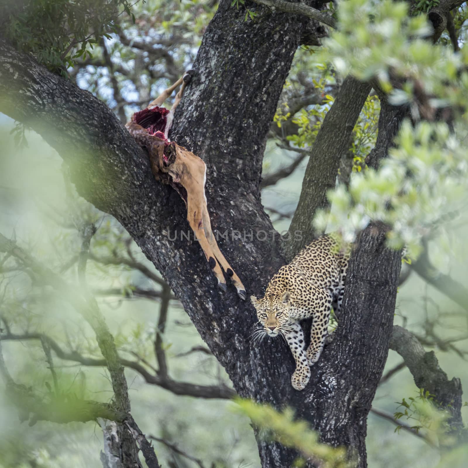 Leopard femelle with impala kill in Kruger National park, South Africa ; Specie Panthera pardus family of Felidae