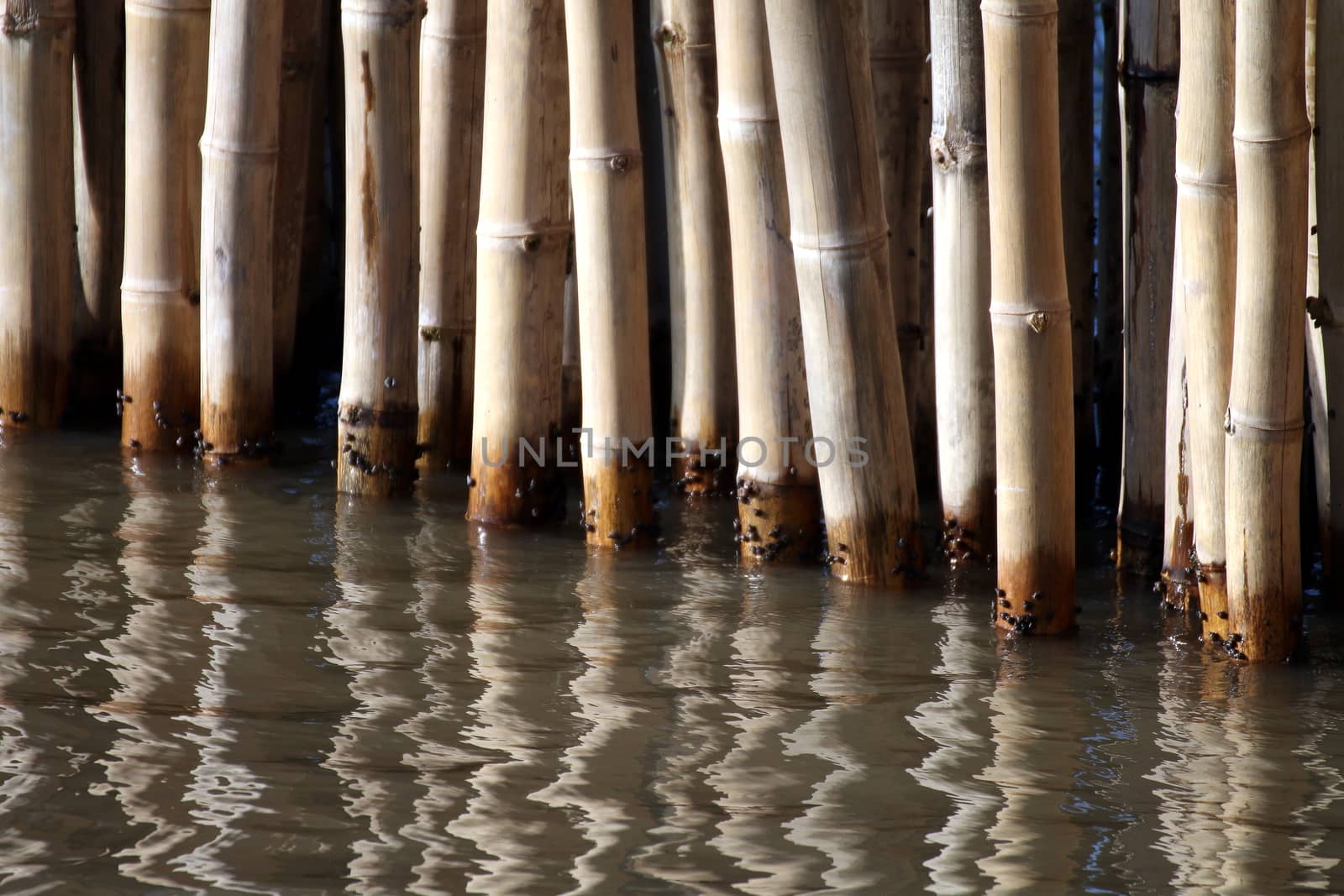 Bamboo wall sticks at water surface (selective focus) by cgdeaw