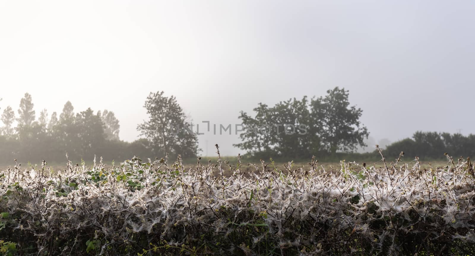 numerous cobwebs in a damp hedge of morning dew