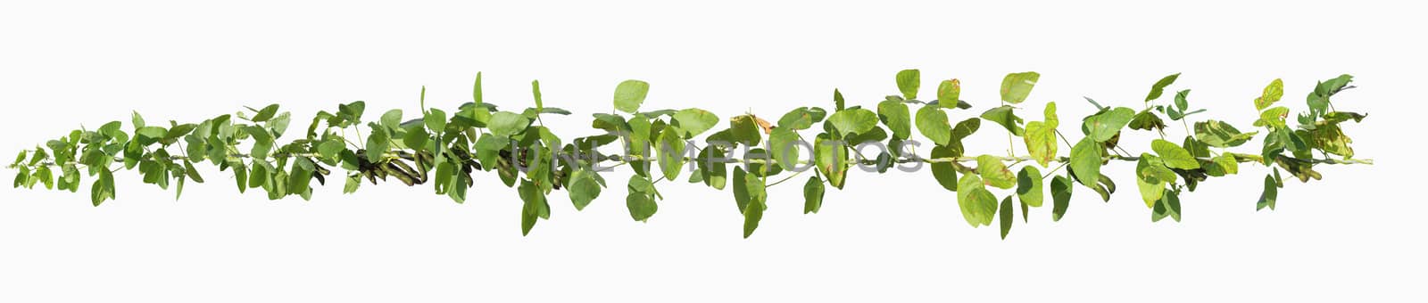 Vine plant jungle branches hanging. Climber isolated on white background. have clipping path