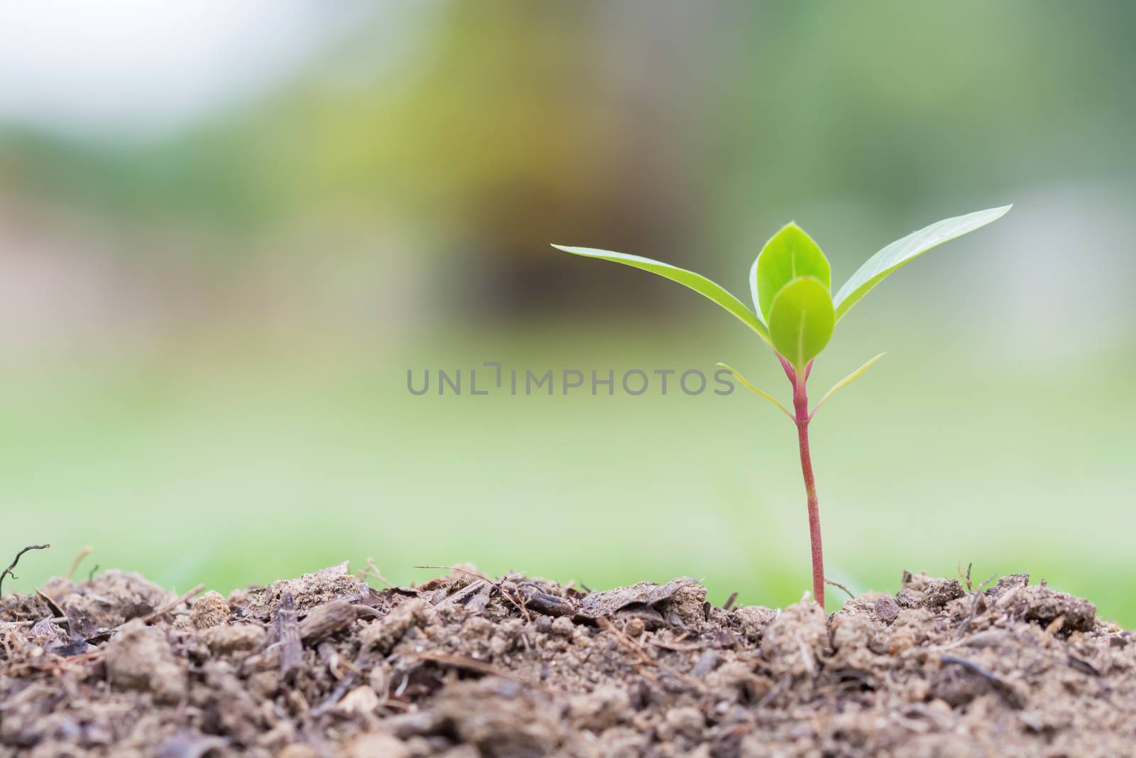 Young plant in nature