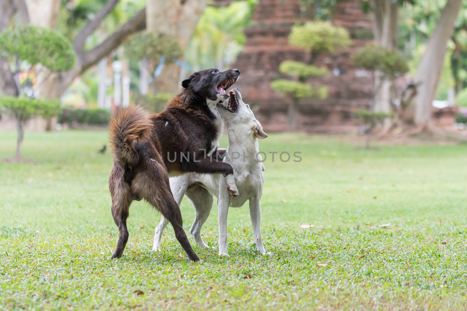 dog playing in garden