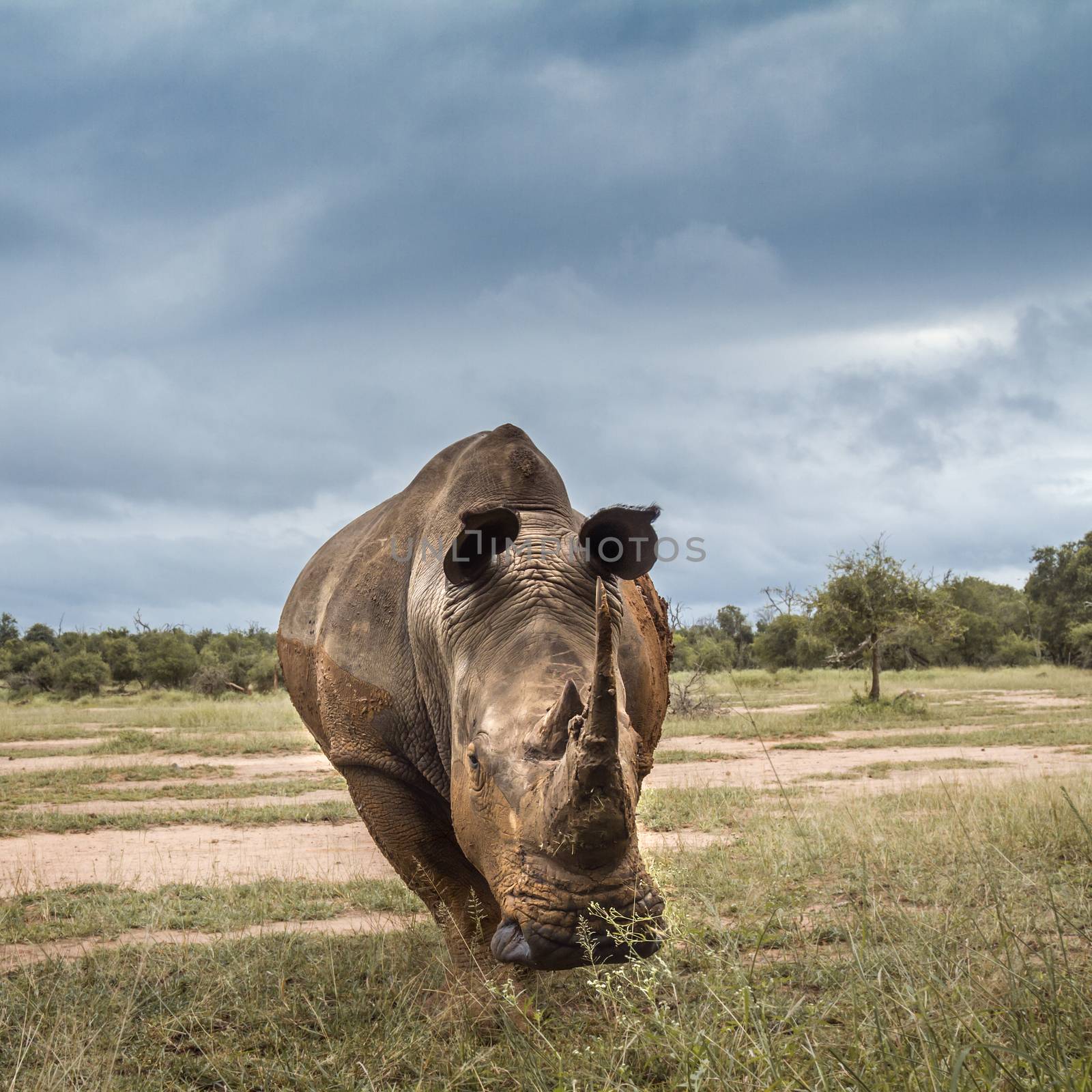 Southern white rhinoceros wide anle front view in Hlane royal National park, Swaziland scenery; Specie Ceratotherium simum simum family of Rhinocerotidae