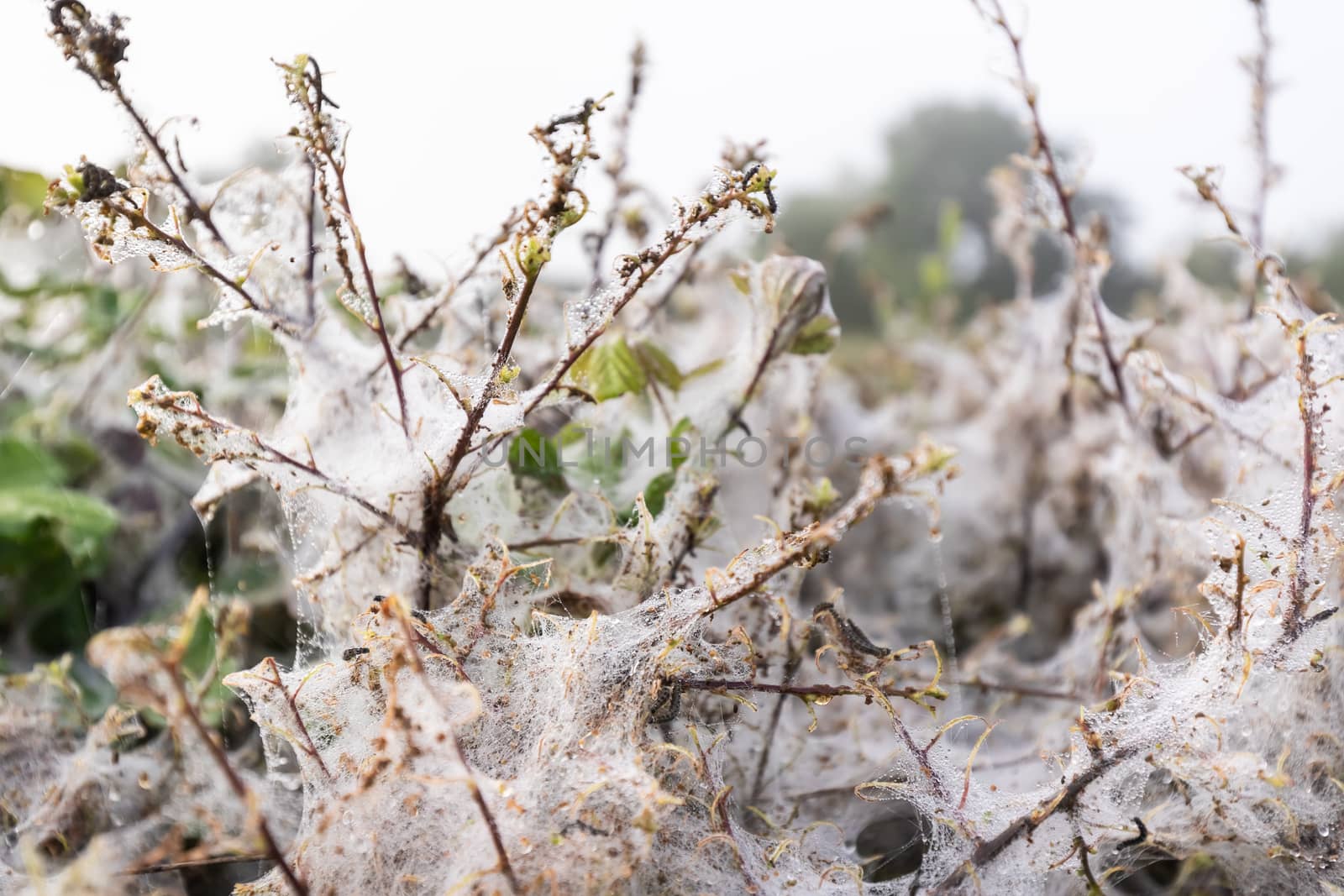 numerous cobwebs in a damp hedge of morning dew