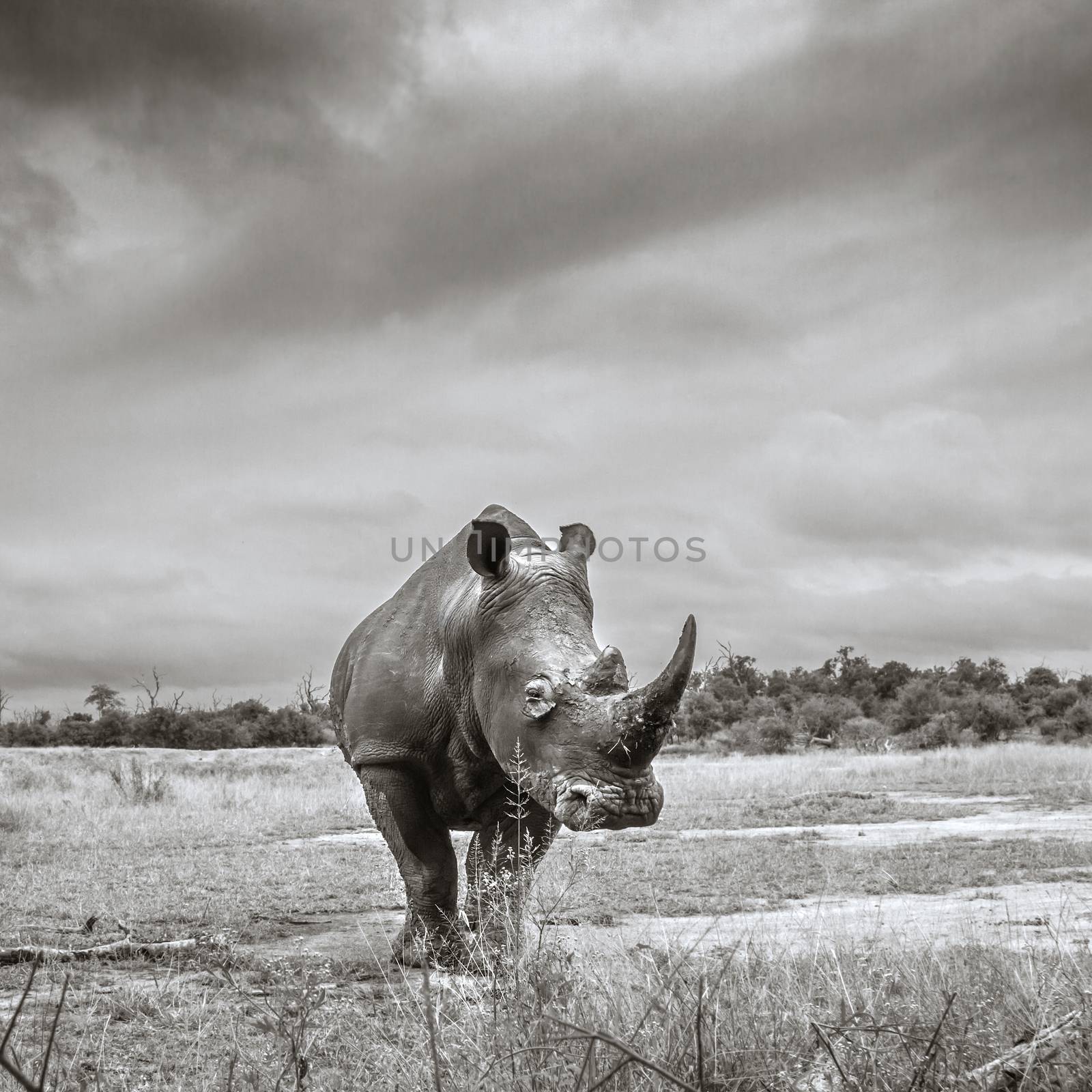 Southern white rhinoceros in Hlane royal National park, Swaziland by PACOCOMO