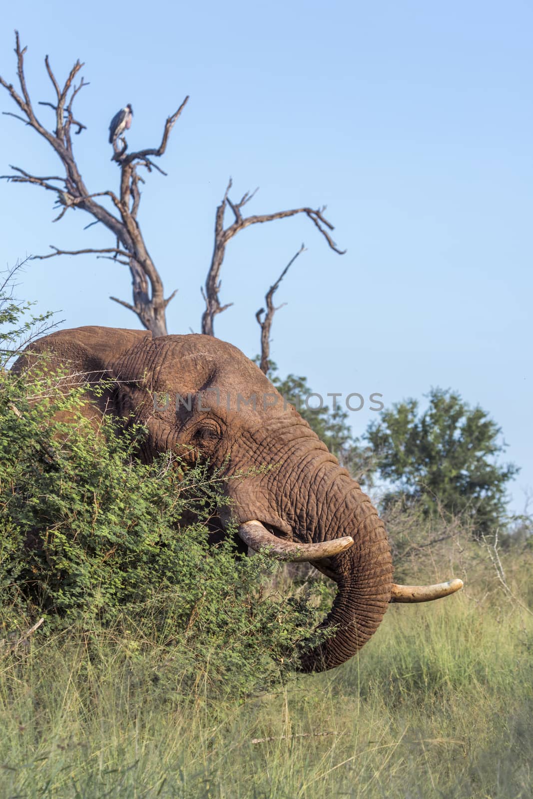 African bush elephant in Hlane royal National park, Swaziland by PACOCOMO