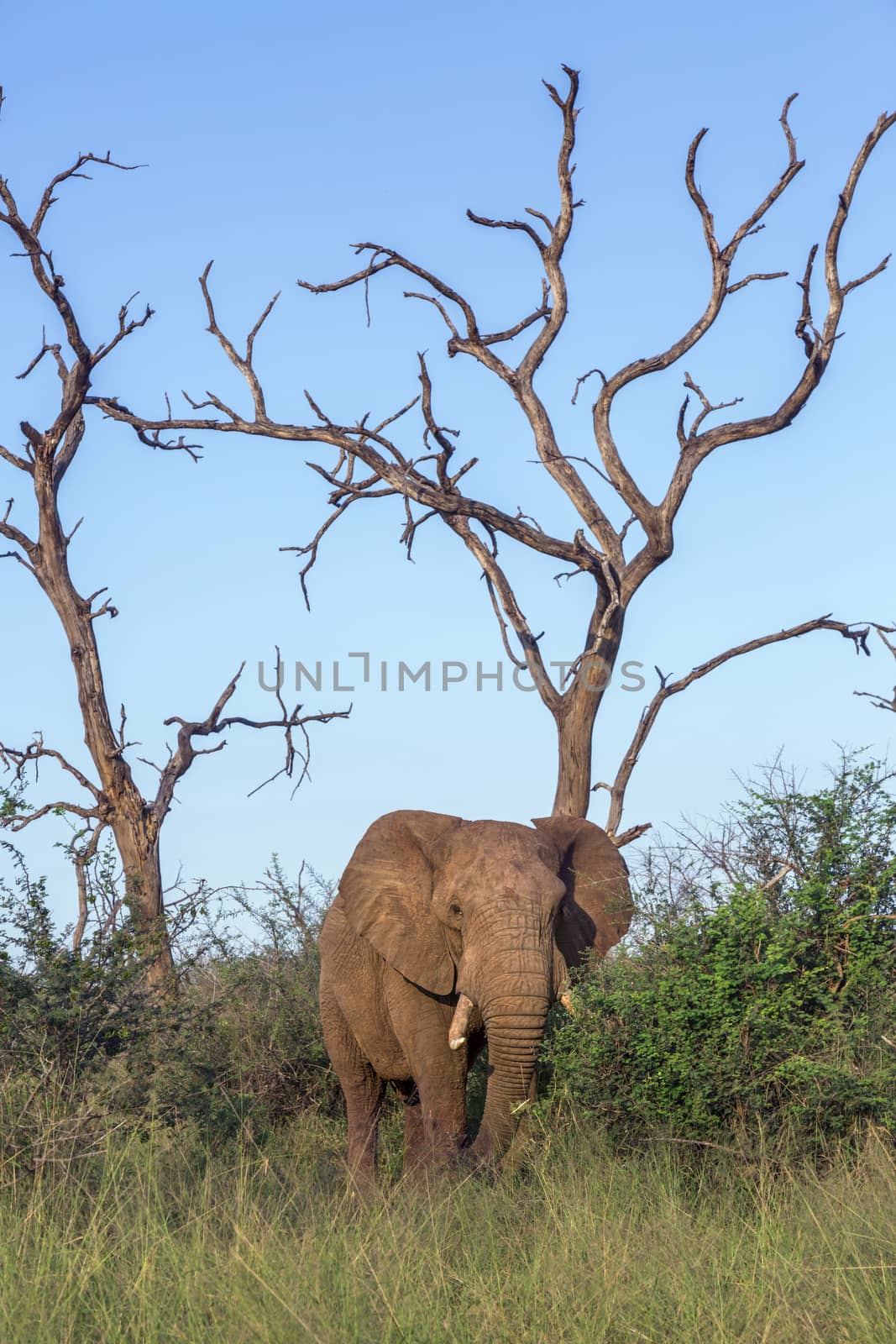 African bush elephant in Hlane royal National park, Swaziland by PACOCOMO