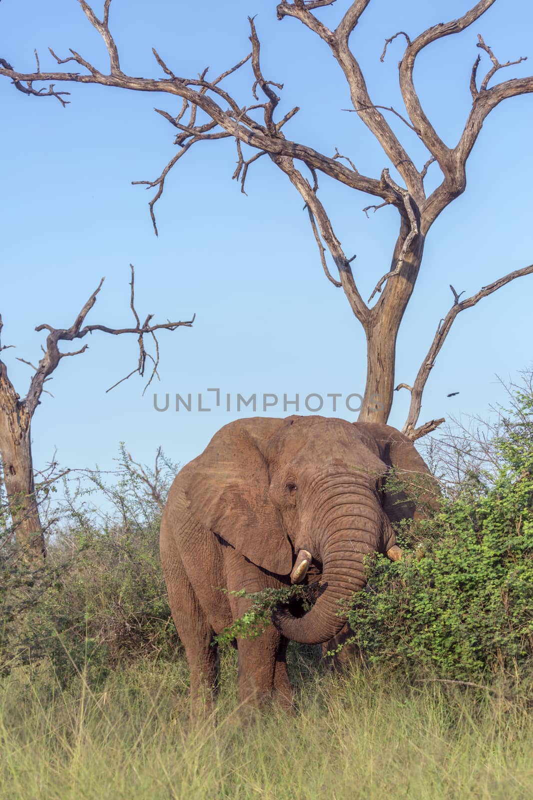 African bush elephant in dead tree scenery in Hlane National park, Swaziland ; Specie Loxodonta africana family of Elephantidae