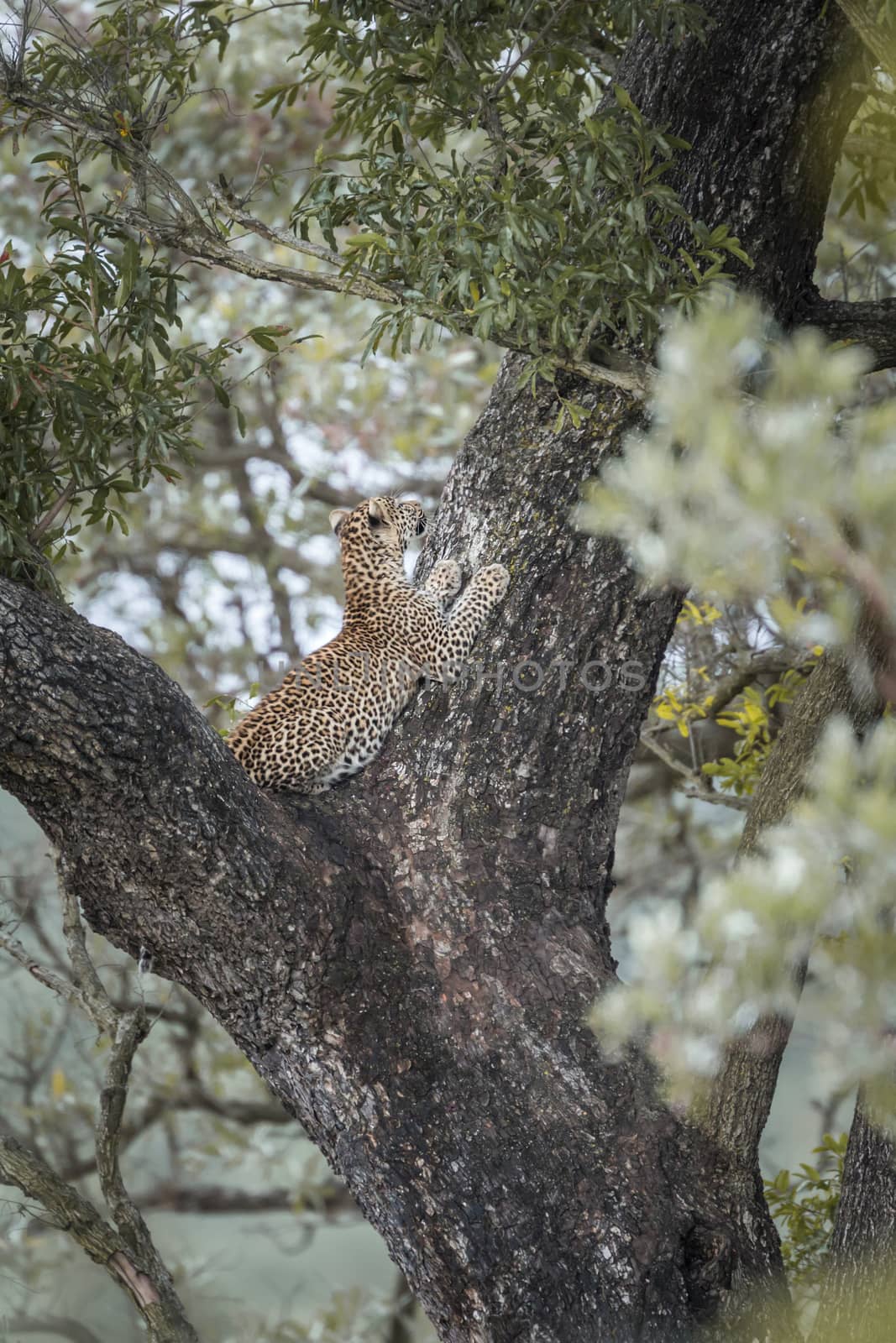 Leopard in Kruger National park, South Africa by PACOCOMO