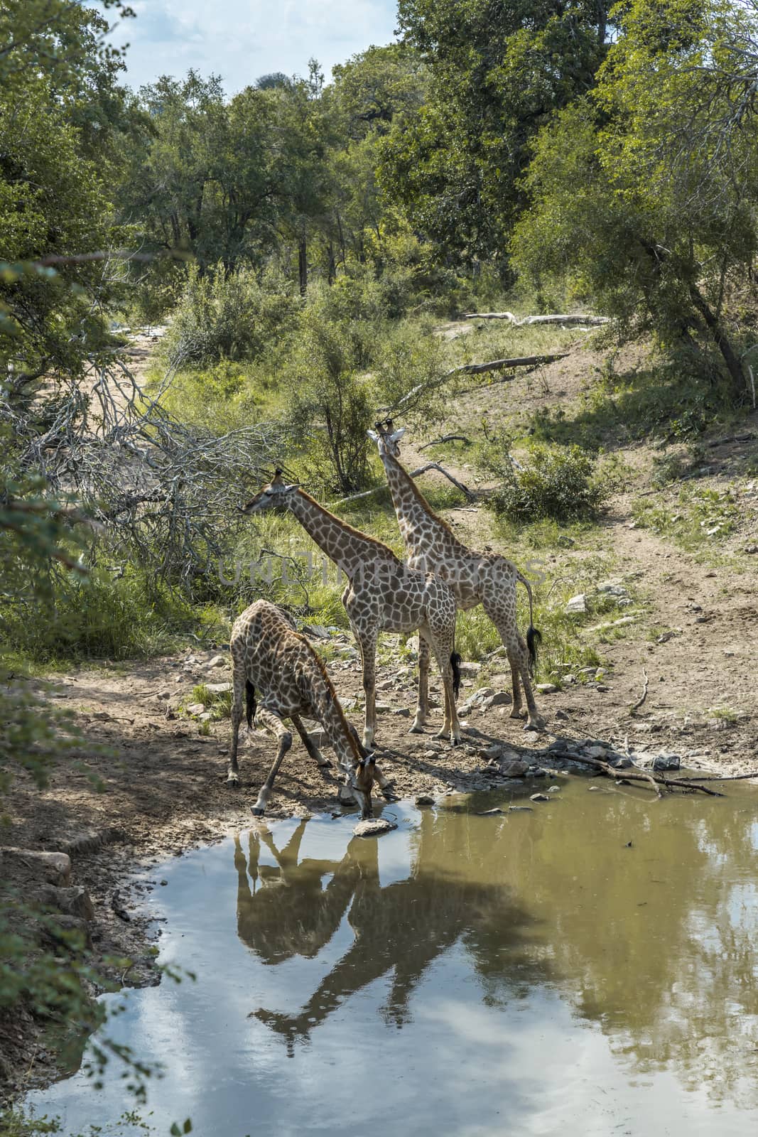 Giraffe in Kruger National park, South Africa by PACOCOMO