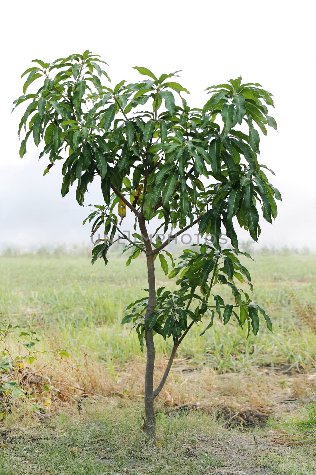 Small mango tree, Mango seedlings, Mango tree in farm by cgdeaw