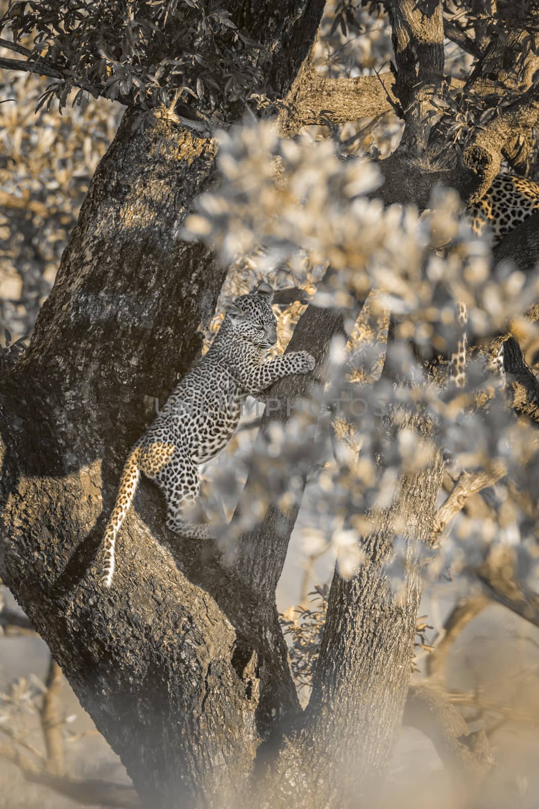 Young Leopard playing in a tree in Kruger National park, South Africa ; Specie Panthera pardus family of Felidae