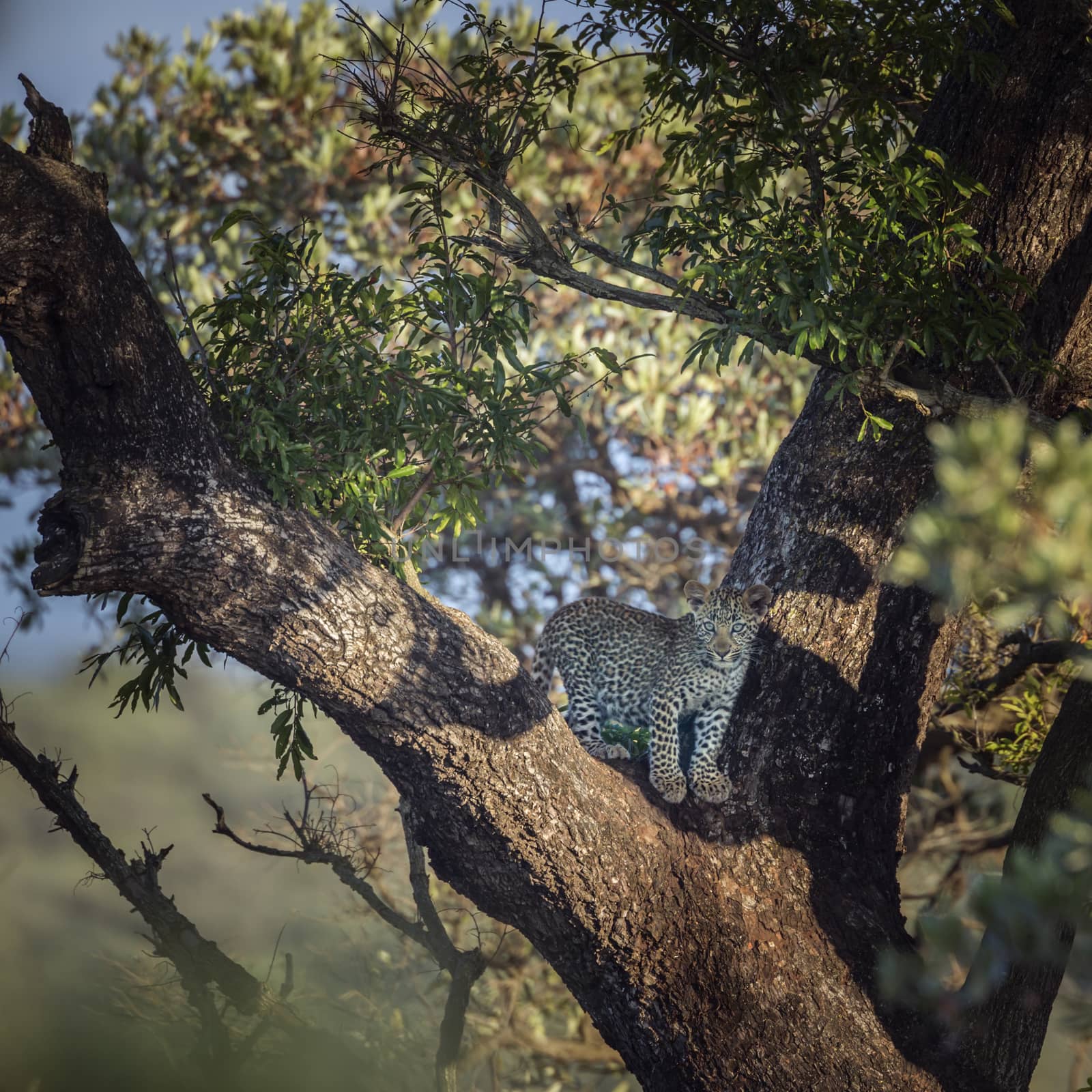 Young Leopard in a tree in Kruger National park, South Africa ; Specie Panthera pardus family of Felidae