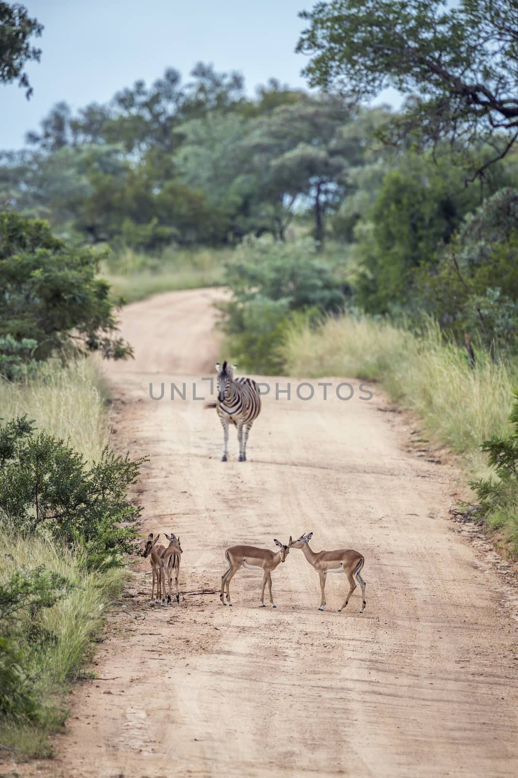 Common impala and plain zebra in Kruger National park, South Africa ; Specie Aepyceros melampus and Equus quagga burchellii