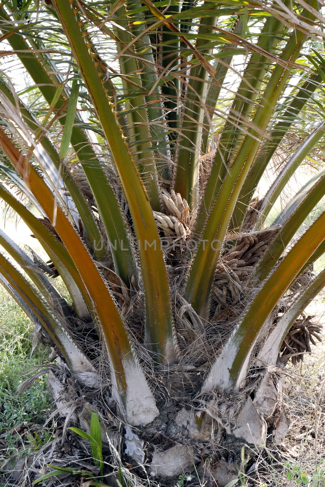 palm, closeup oil palm tree, palm garden, palm plantation by cgdeaw
