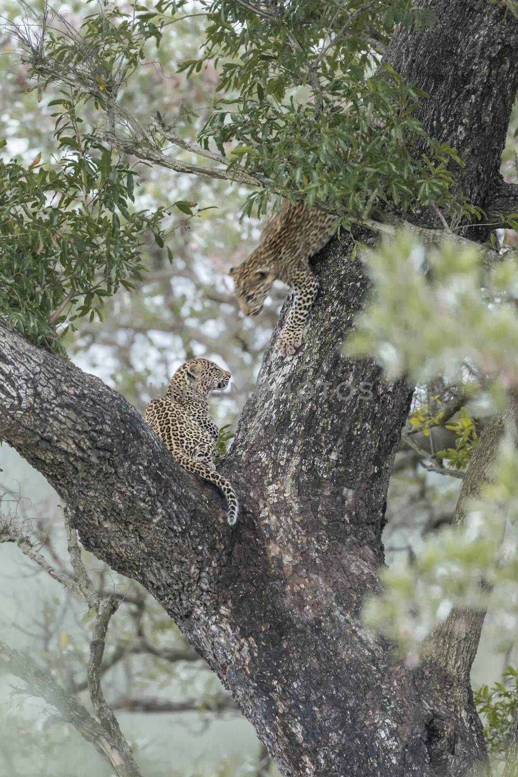 Two young Leopard playing in a tree in Kruger National park, South Africa ; Specie Panthera pardus family of Felidae