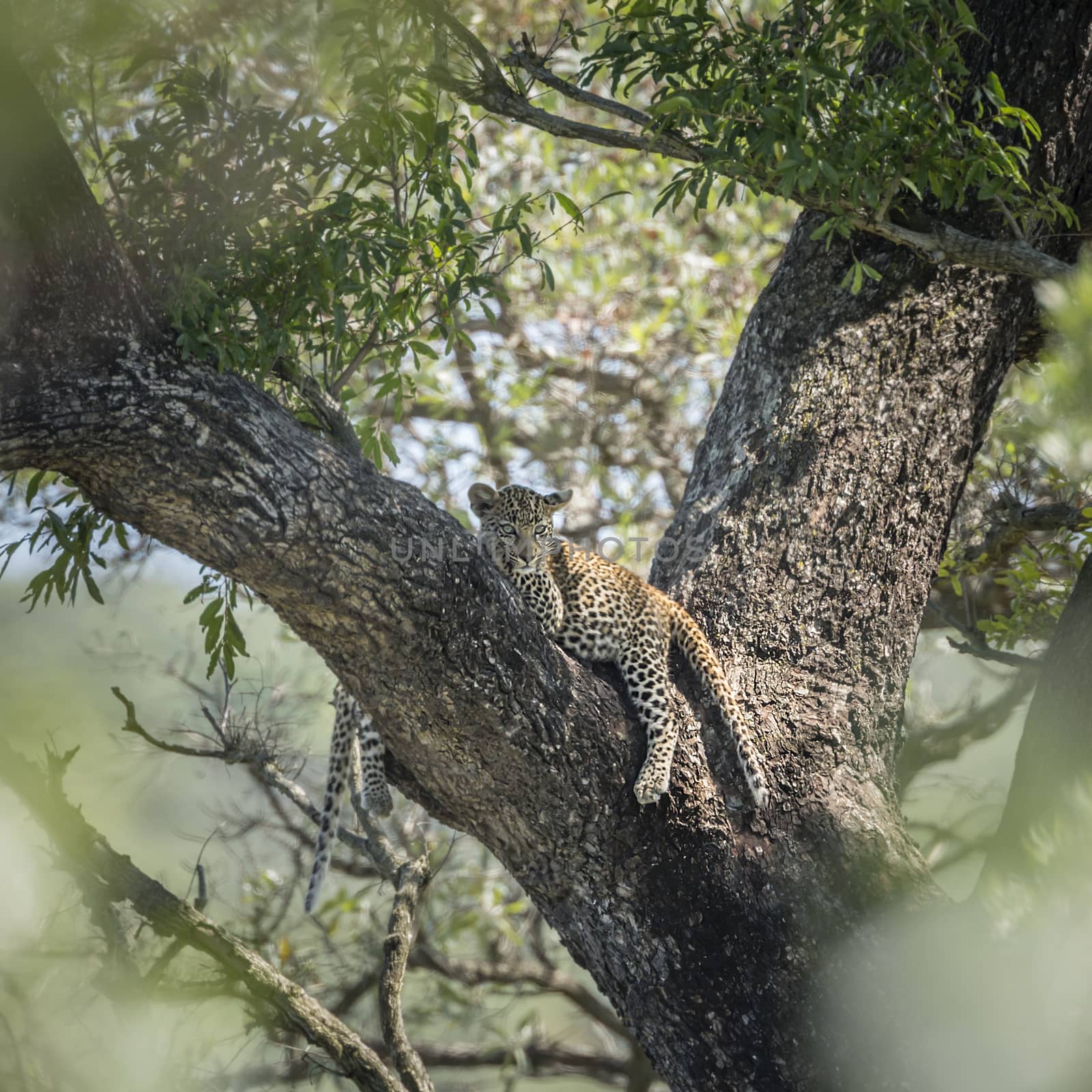 Young Leopard lying down in a tree in Kruger National park, South Africa ; Specie Panthera pardus family of Felidae