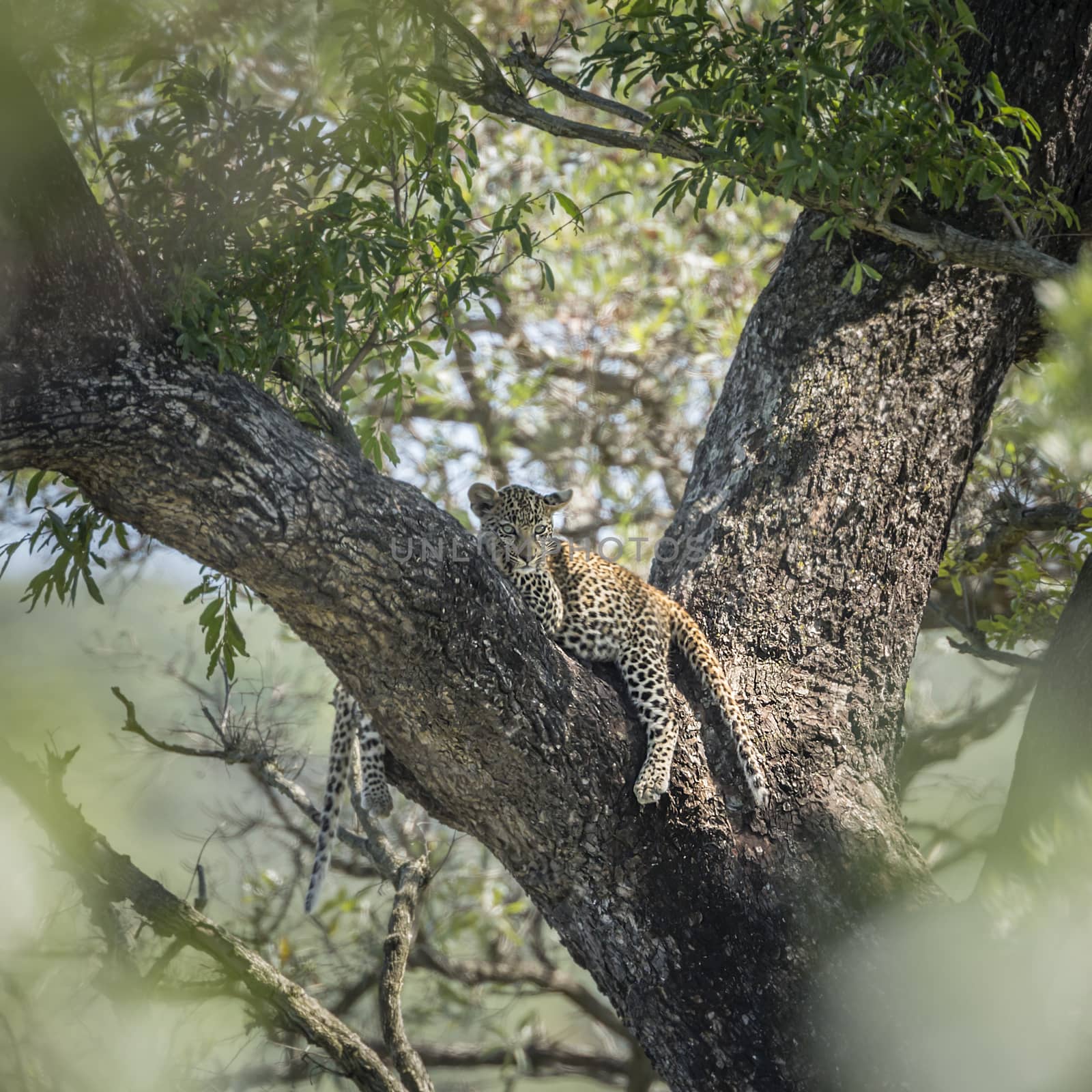 Leopard in Kruger National park, South Africa by PACOCOMO