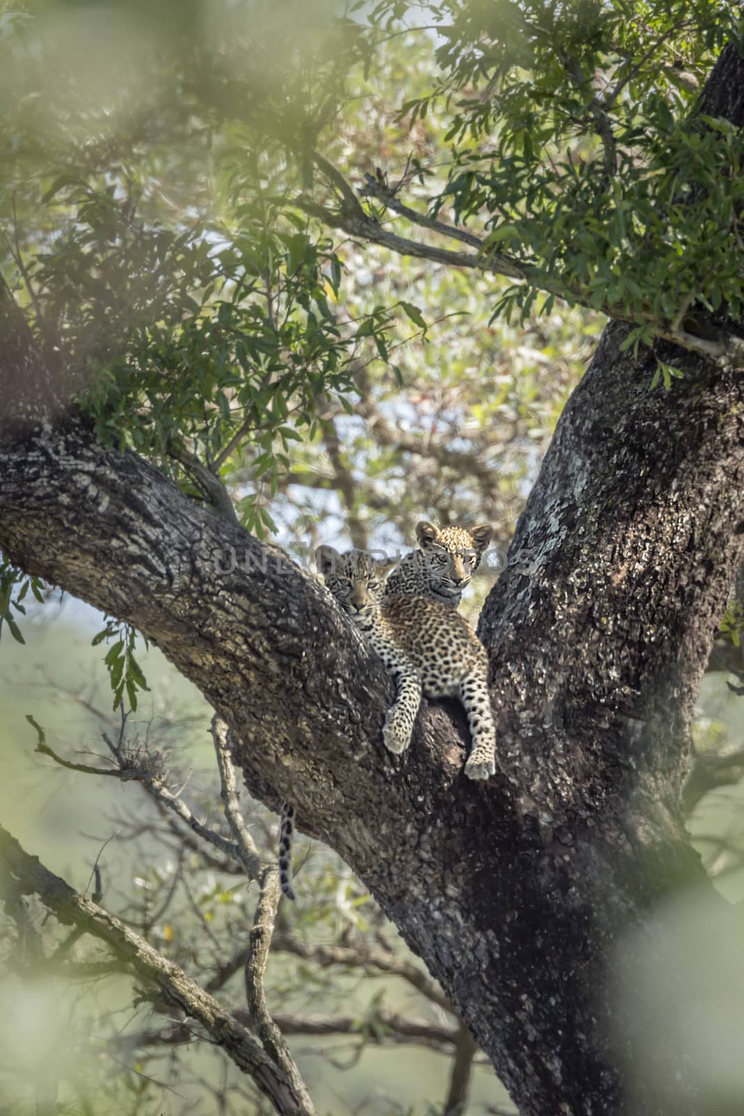 Two young Leopard lying down in a tree in Kruger National park, South Africa ; Specie Panthera pardus family of Felidae