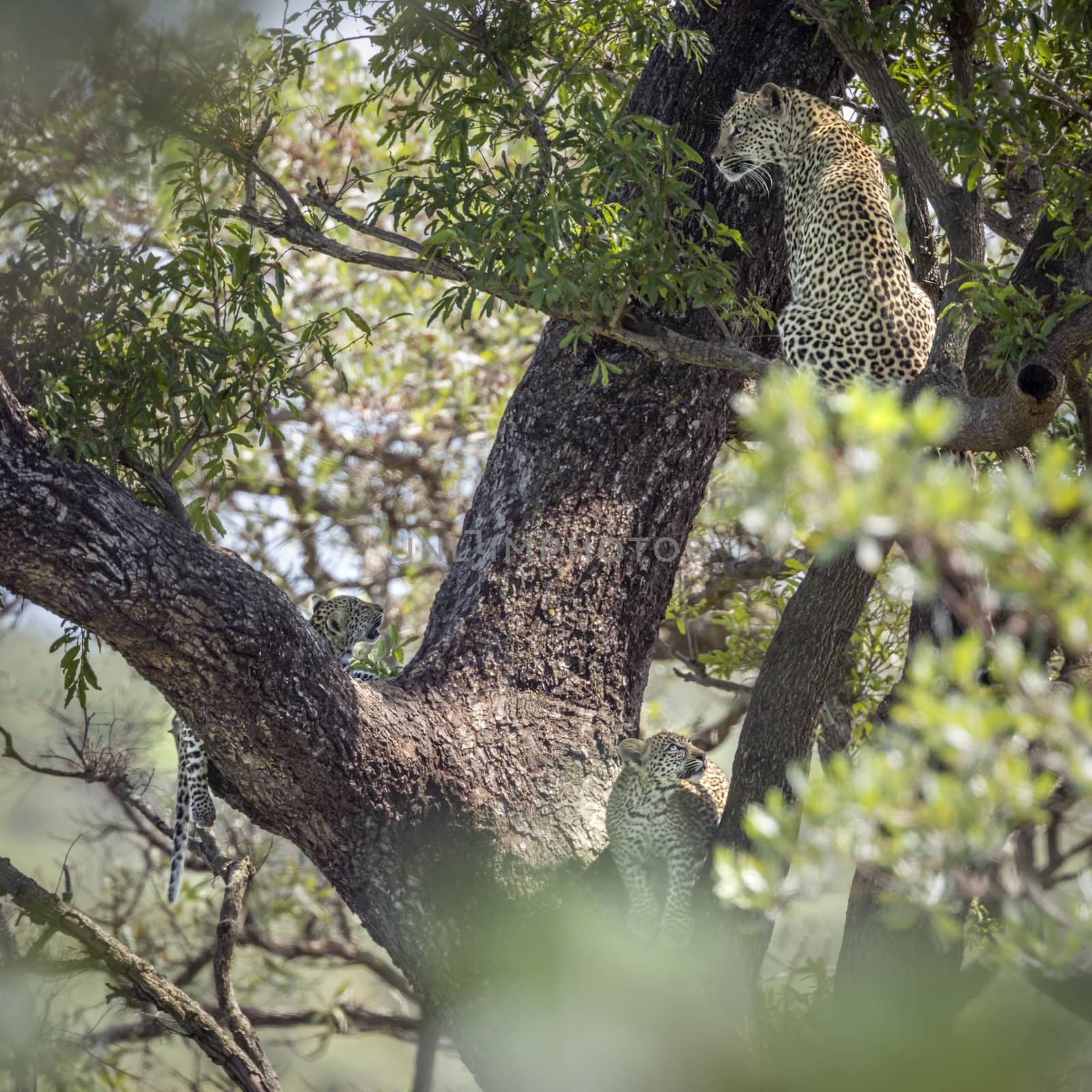 Leopard female with two cubs in a tree in Kruger National park, South Africa ; Specie Panthera pardus family of Felidae
