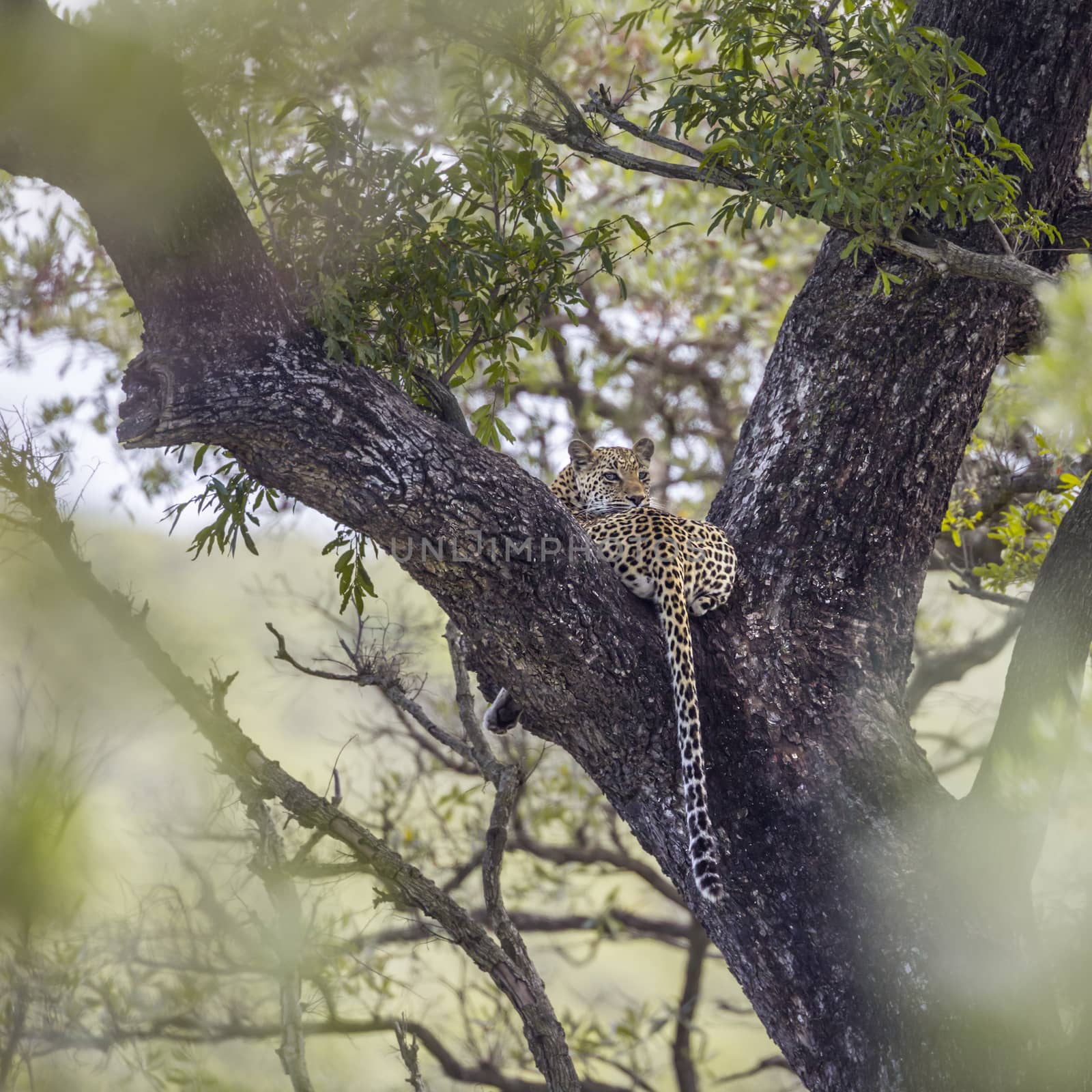 Leopard in Kruger National park, South Africa by PACOCOMO