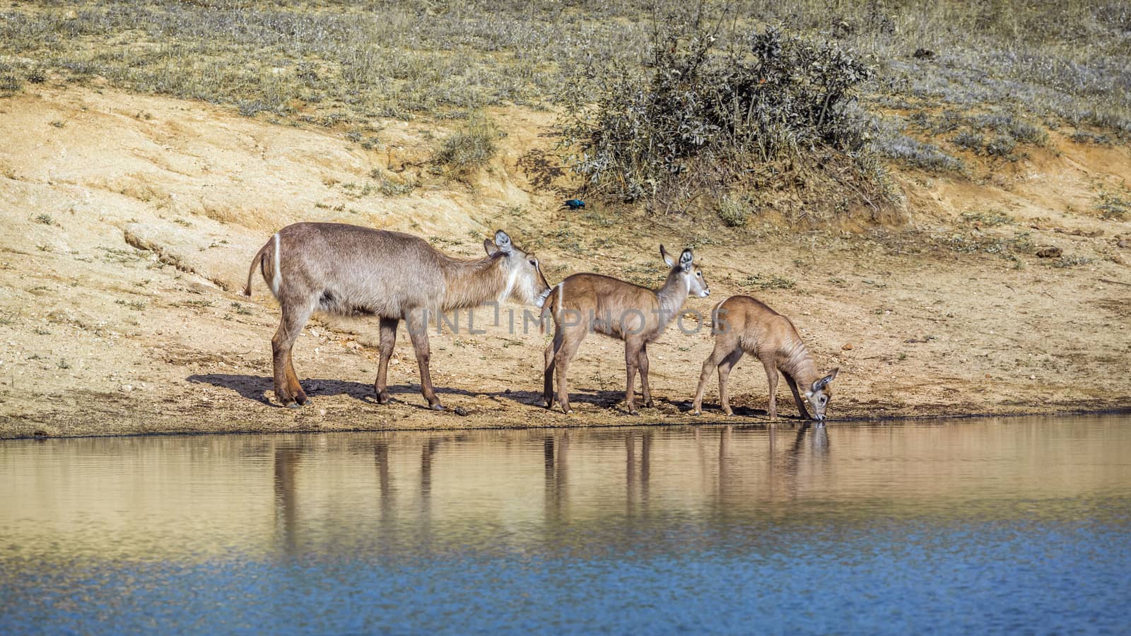 Common Waterbuck in Kruger National park, South Africa by PACOCOMO