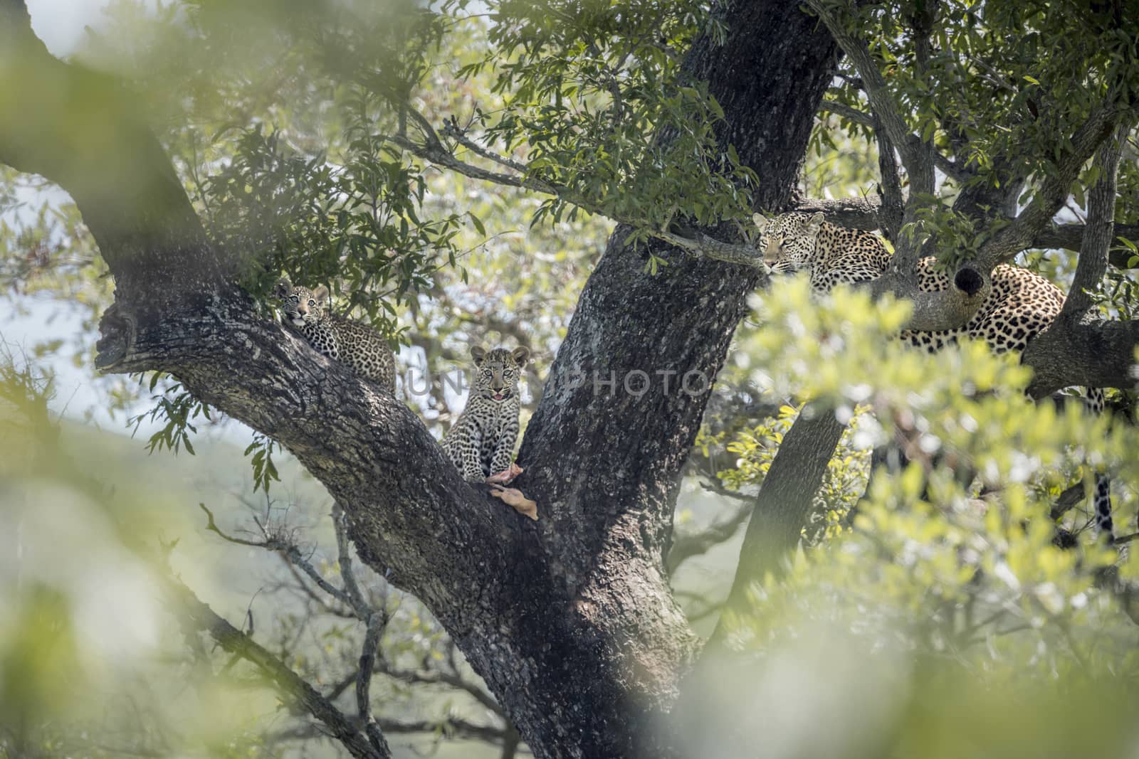 Leopard female with two cubs in a tree in Kruger National park, South Africa ; Specie Panthera pardus family of Felidae