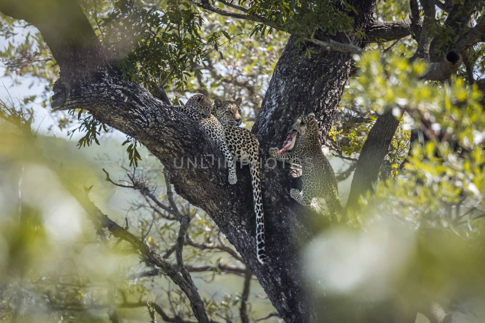 Leopard in Kruger National park, South Africa by PACOCOMO