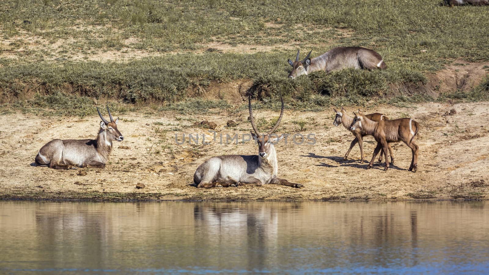 Common Waterbuck in Kruger National park, South Africa by PACOCOMO