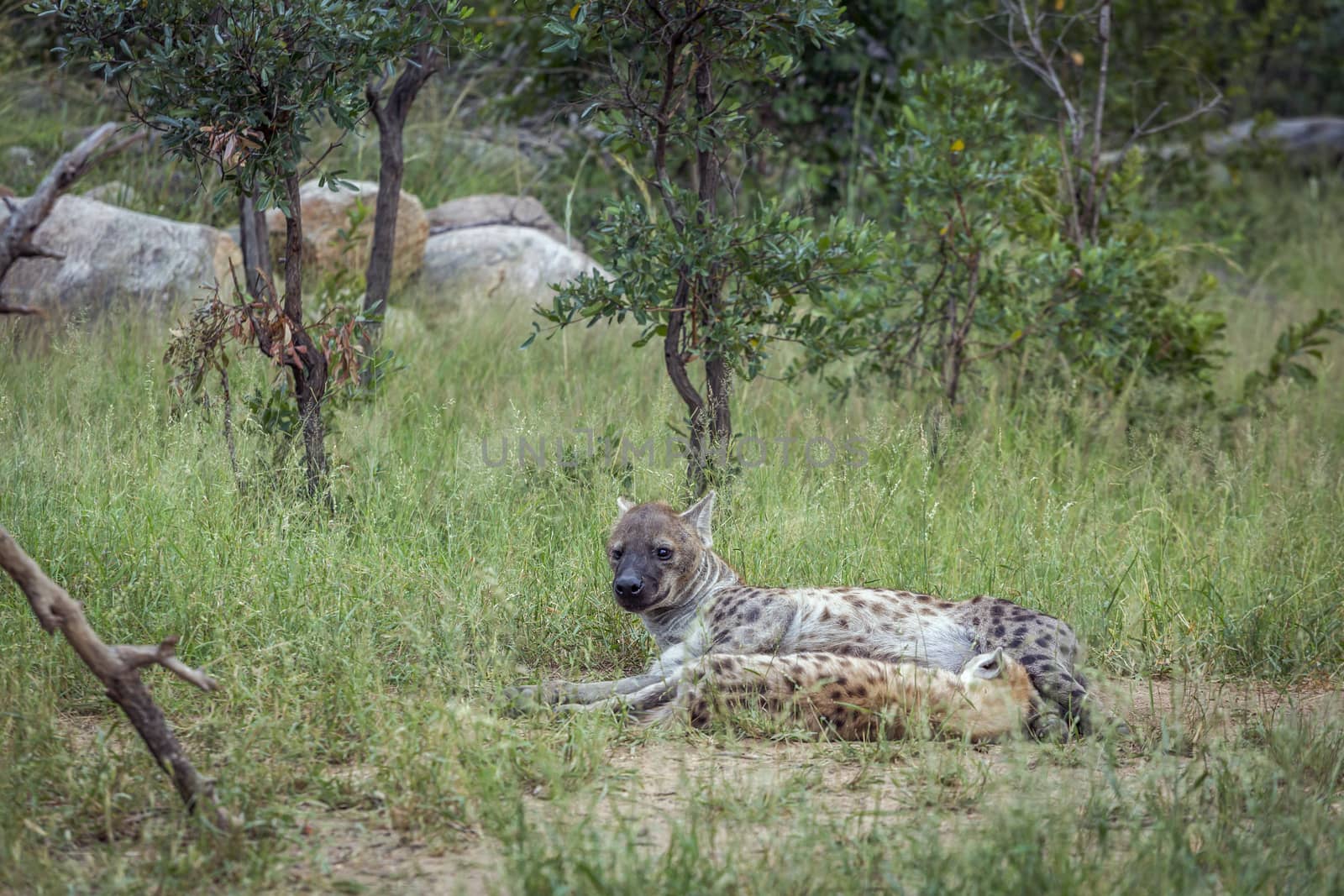 Spotted hyaena in Kruger National park, South Africa by PACOCOMO