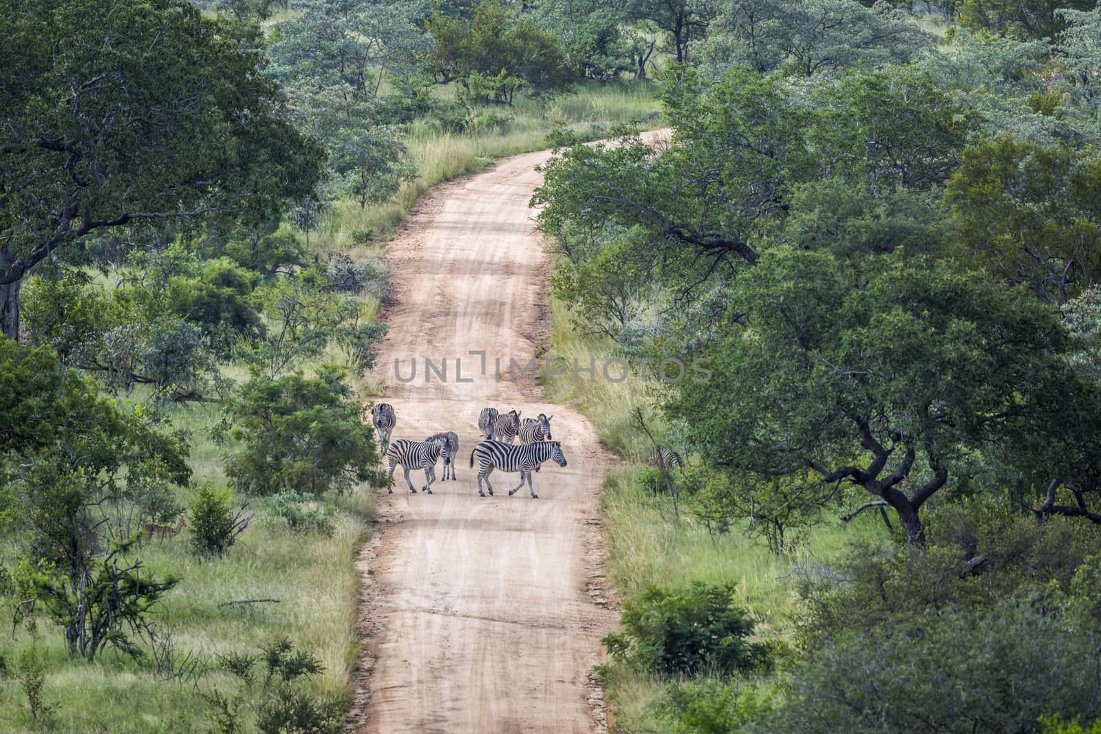 Plains zebra in Kruger National park, South Africa by PACOCOMO