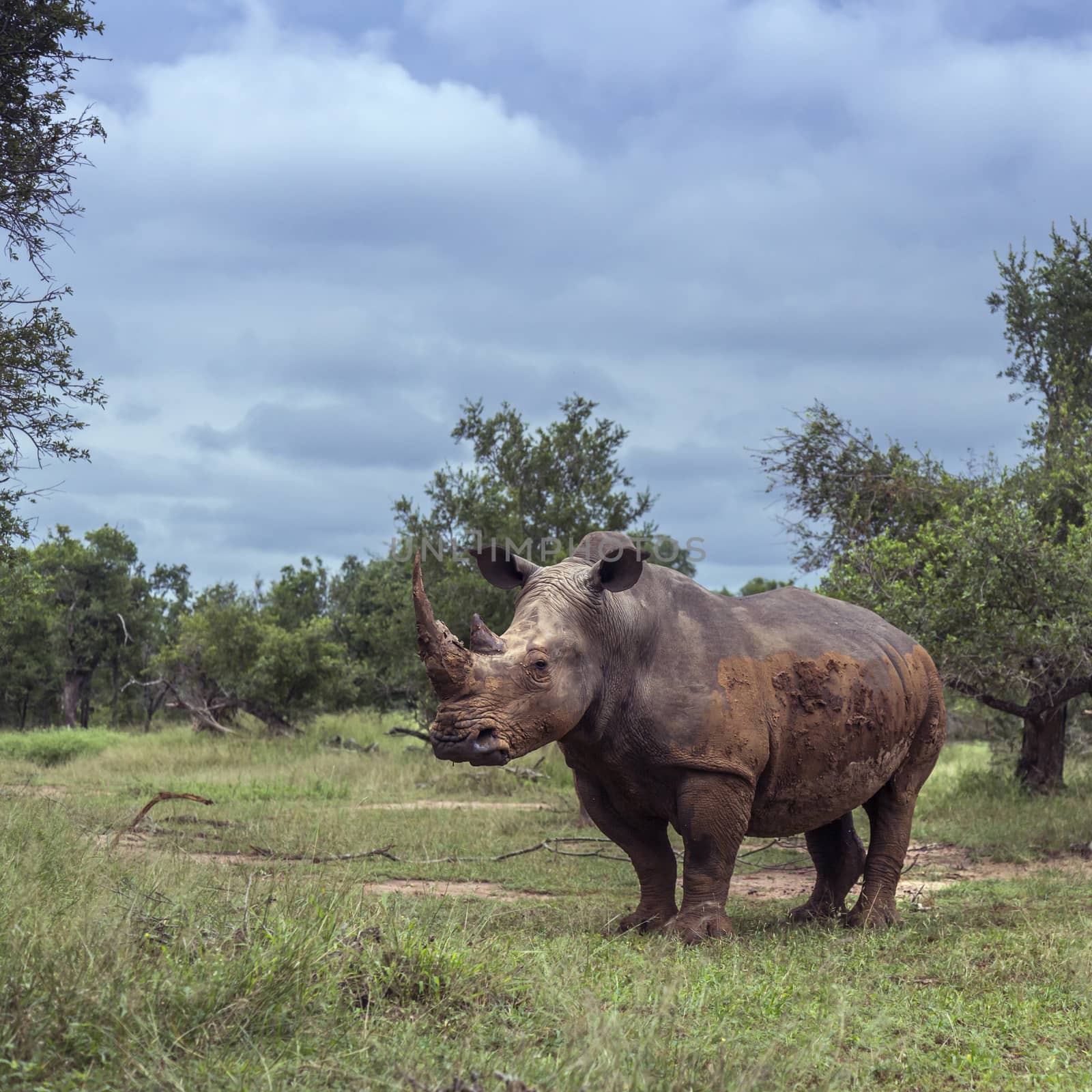 Southern white rhinoceros in green savannah in Hlane royal National park, Swaziland ; Specie Ceratotherium simum simum family of Rhinocerotidae