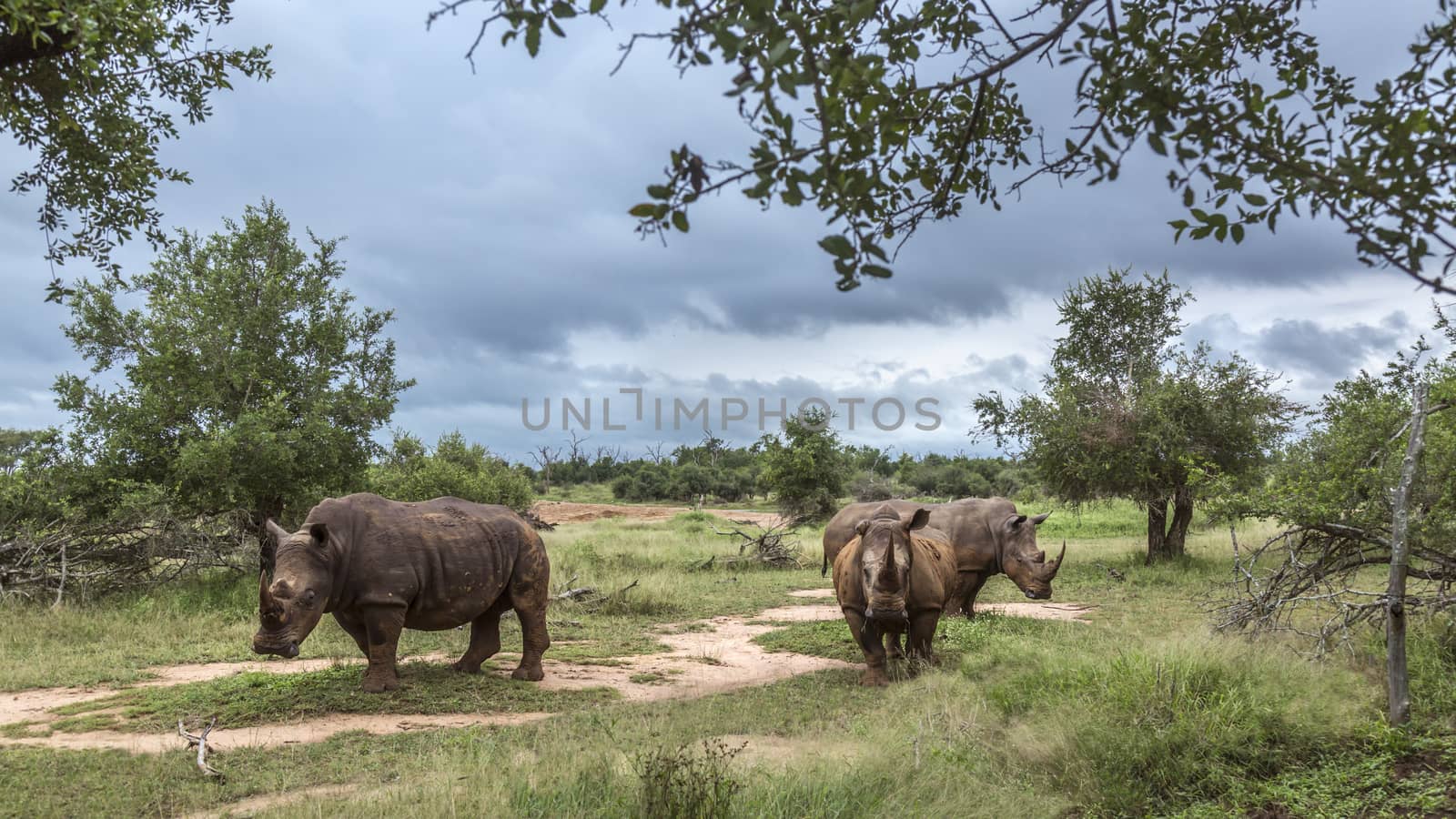 Three Southern white rhinoceros in green savannah in Hlane royal National park, Swaziland ; Specie Ceratotherium simum simum family of Rhinocerotidae