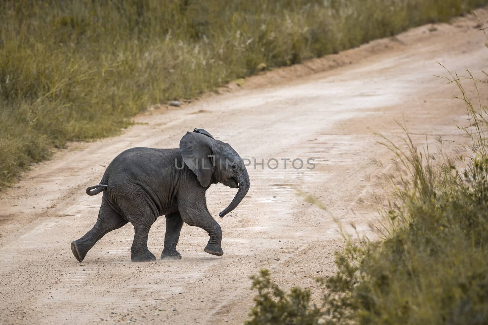 African bush elephant in Kruger National park, South Africa by PACOCOMO