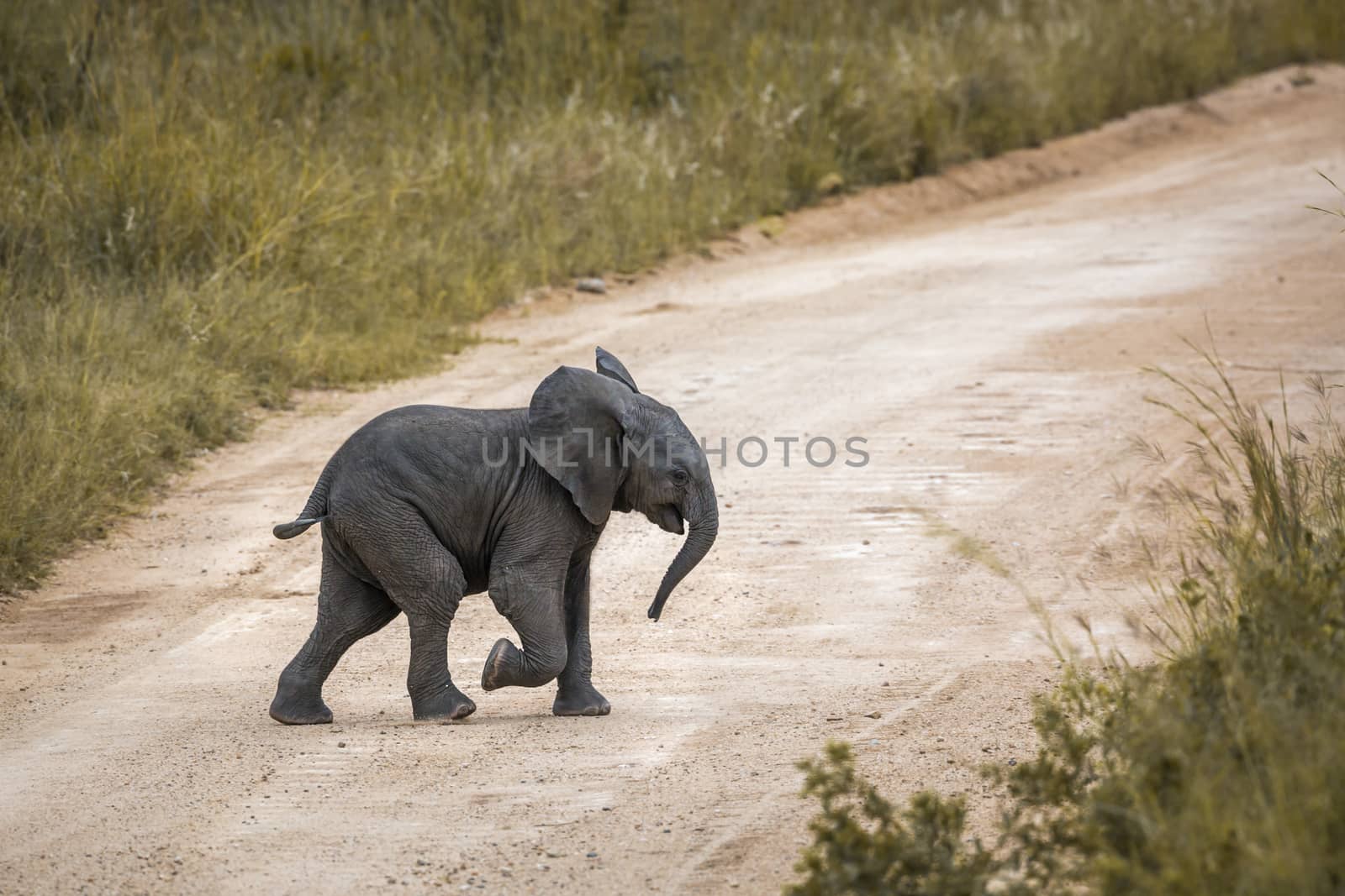 African bush elephant in Kruger National park, South Africa by PACOCOMO