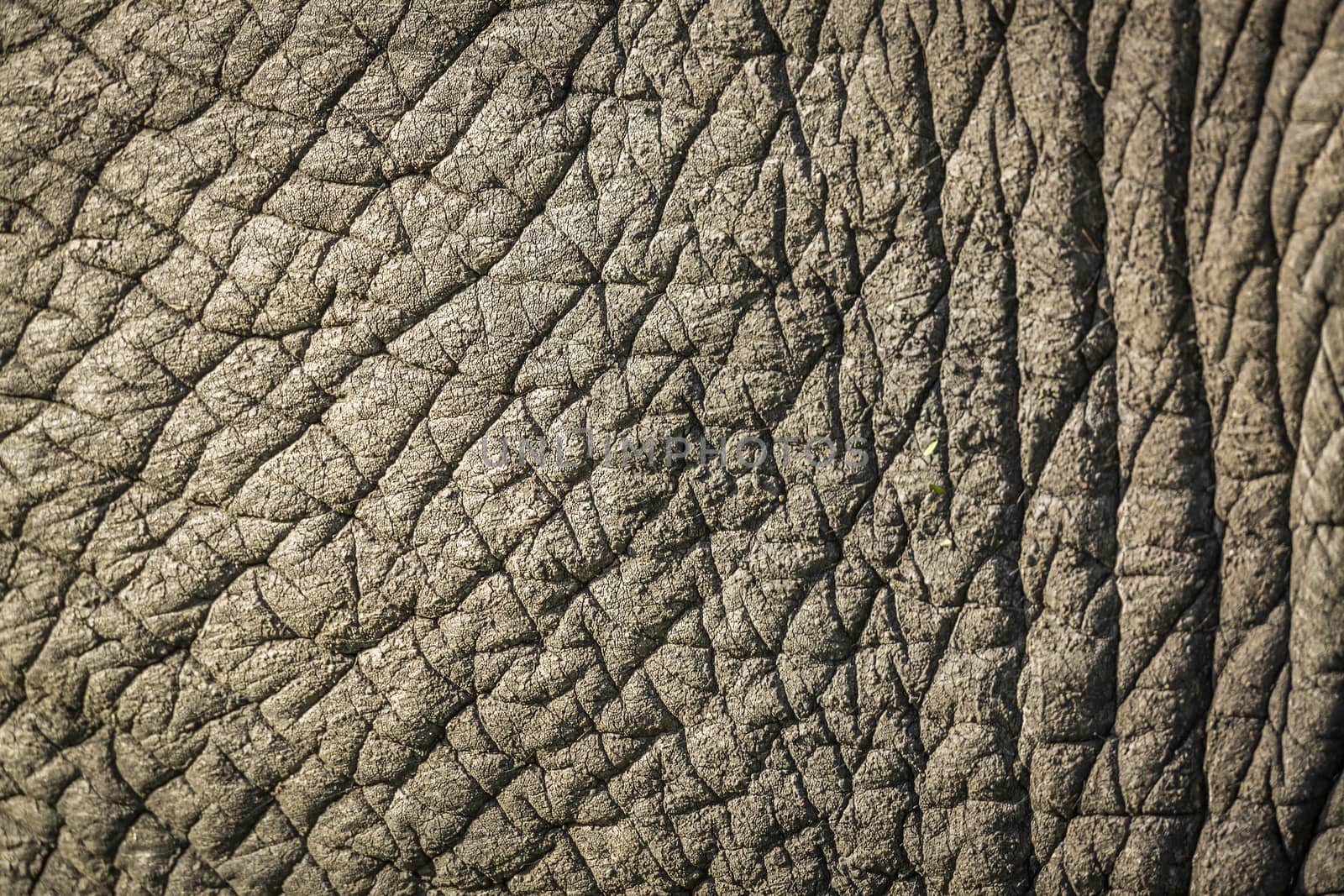 Close up of African bush elephant skin in Kruger National park, South Africa ; Specie Loxodonta africana family of Elephantidae