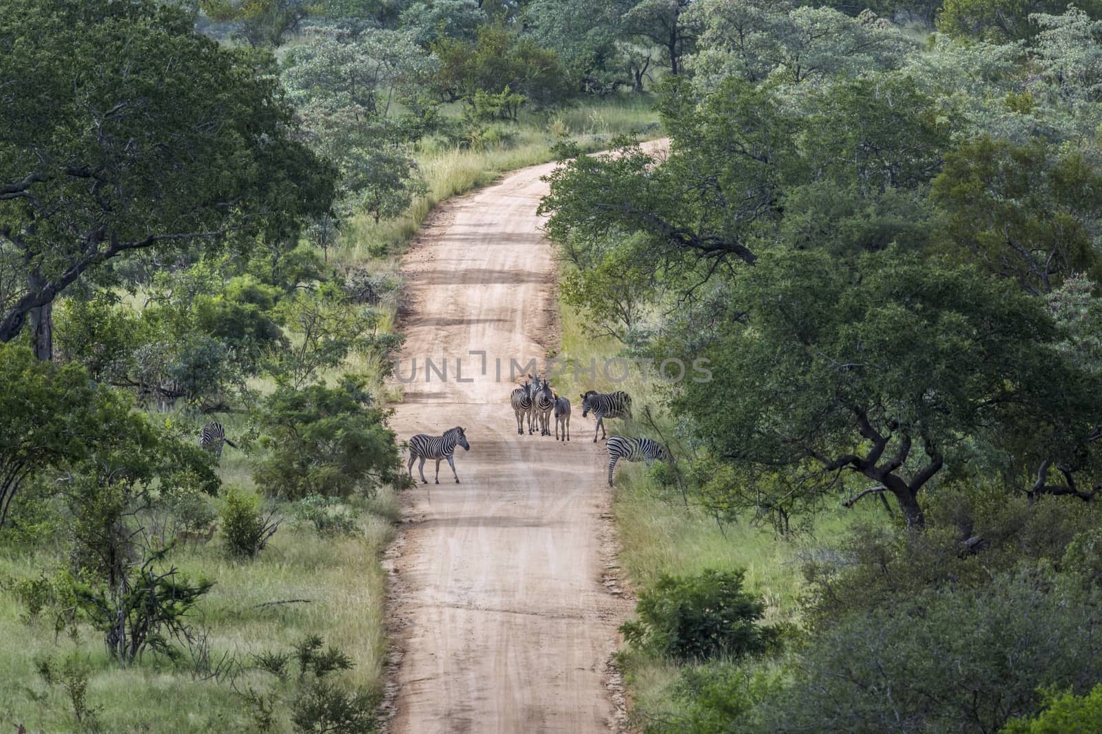 Plains zebra in Kruger National park, South Africa by PACOCOMO