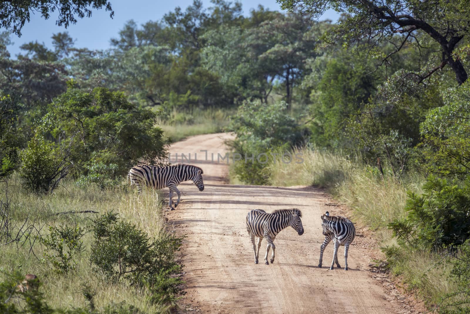 Plains zebra in Kruger National park, South Africa by PACOCOMO