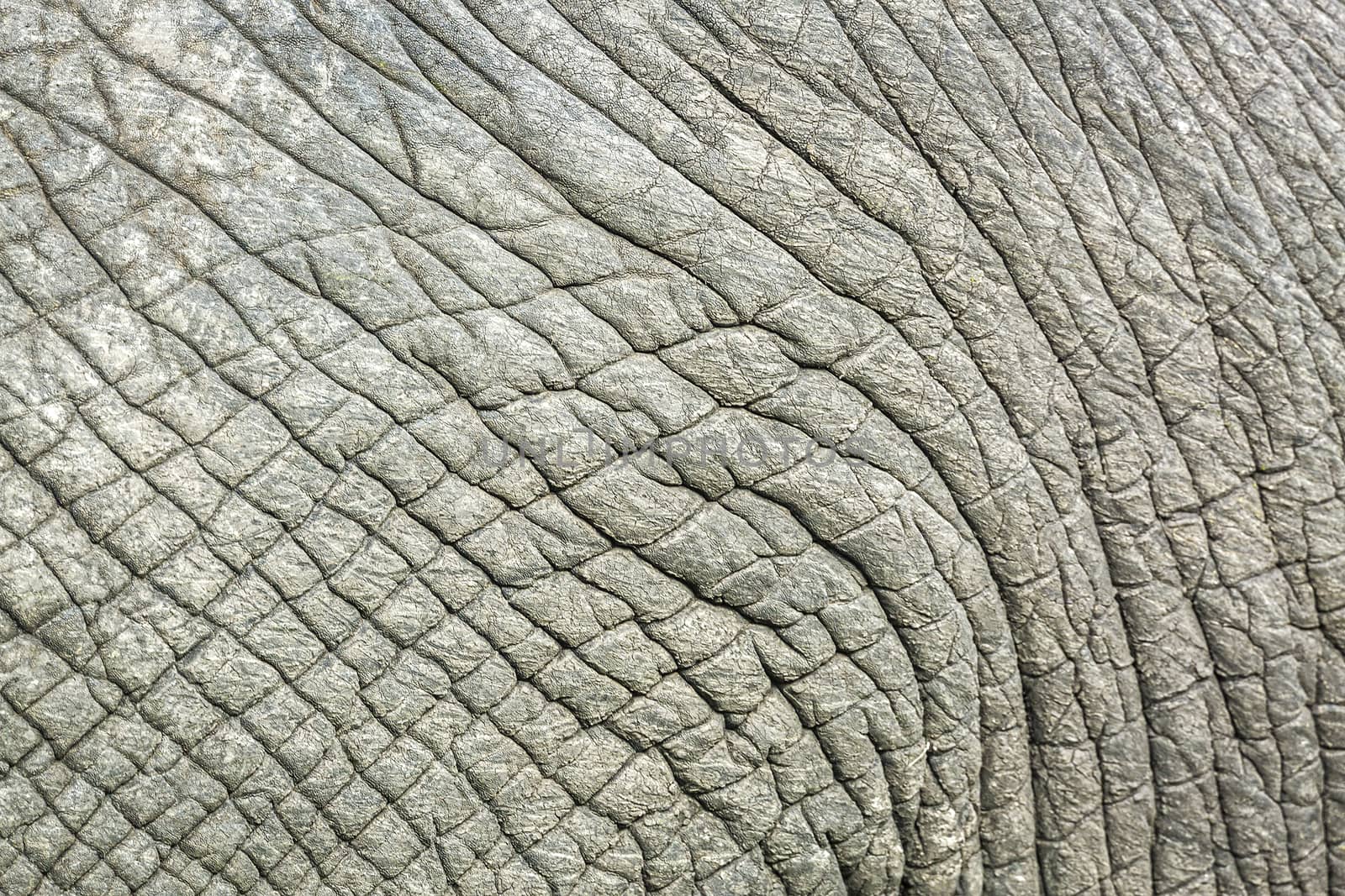 African bush elephant in Kruger National park, South Africa by PACOCOMO