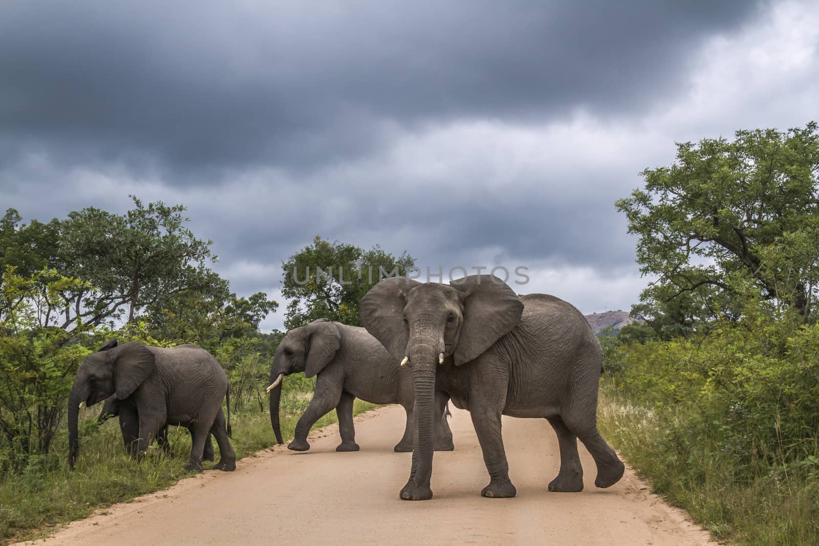 African bush elephant in Kruger National park, South Africa by PACOCOMO