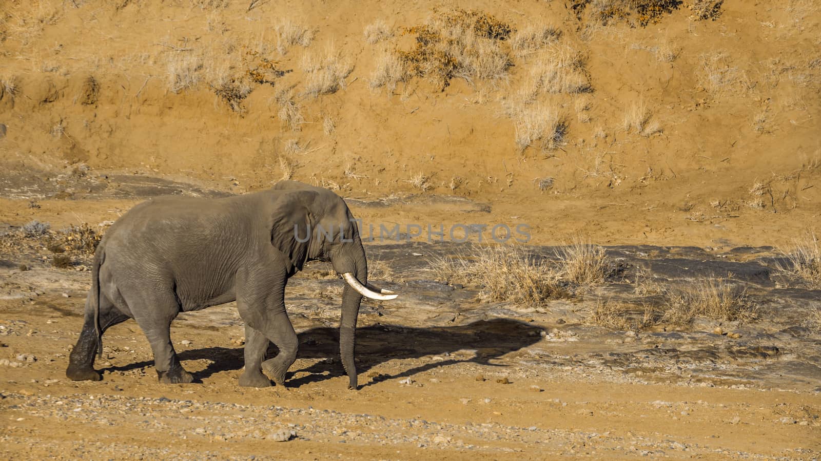 African bush elephant in Kruger National park, South Africa by PACOCOMO